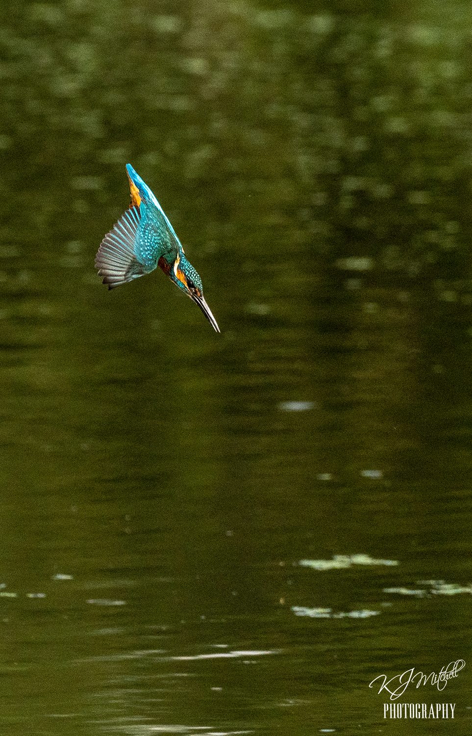 Kingfisher