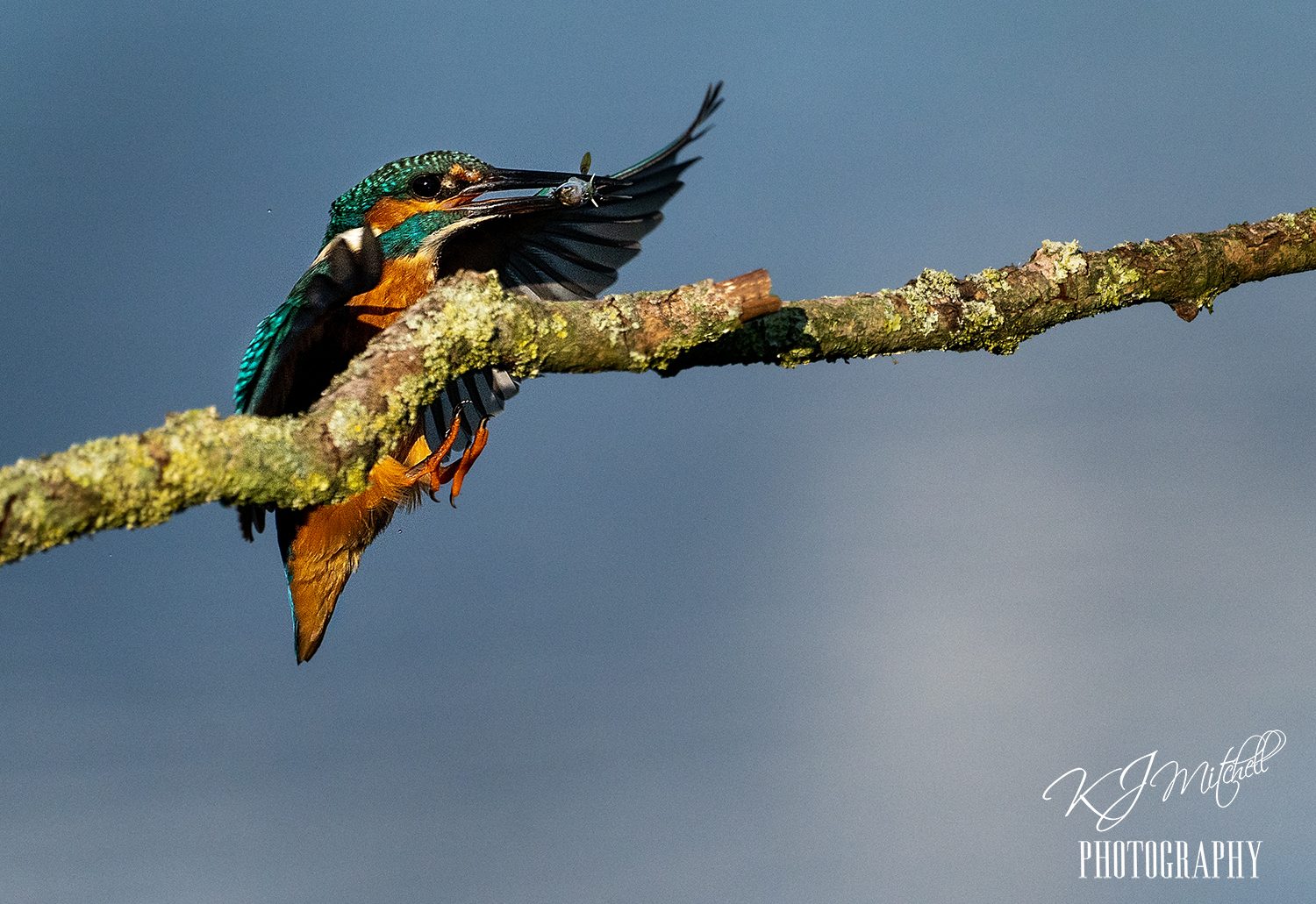 Kingfisher