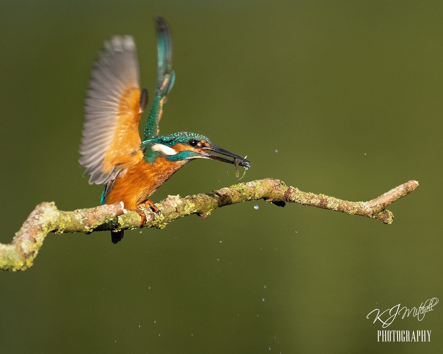 Kingfisher