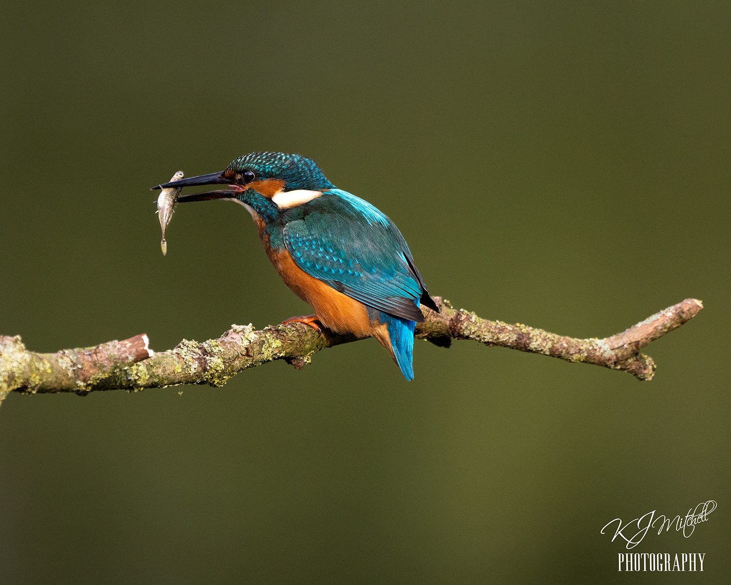 Kingfisher