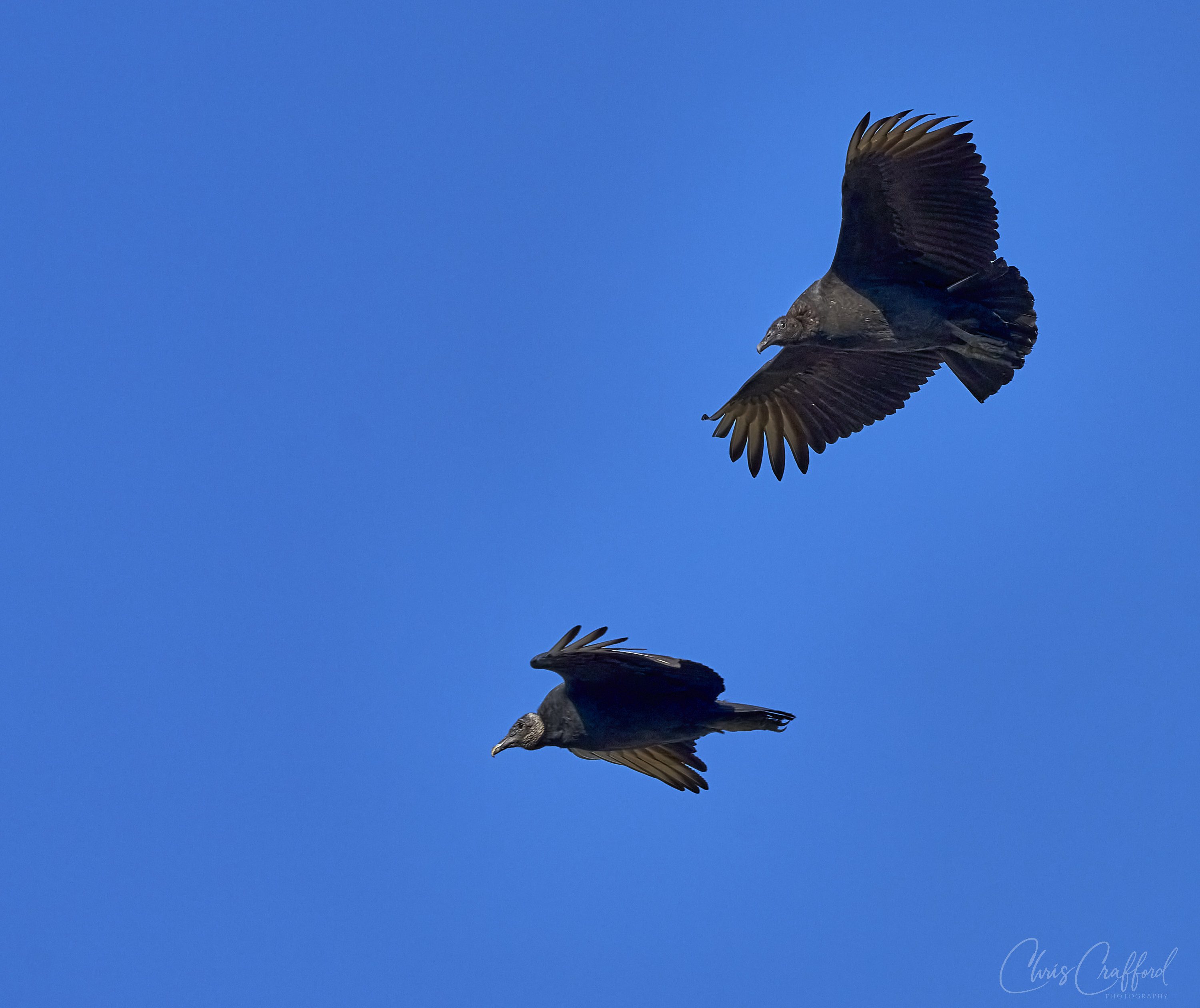 lack Vulture in flight 2