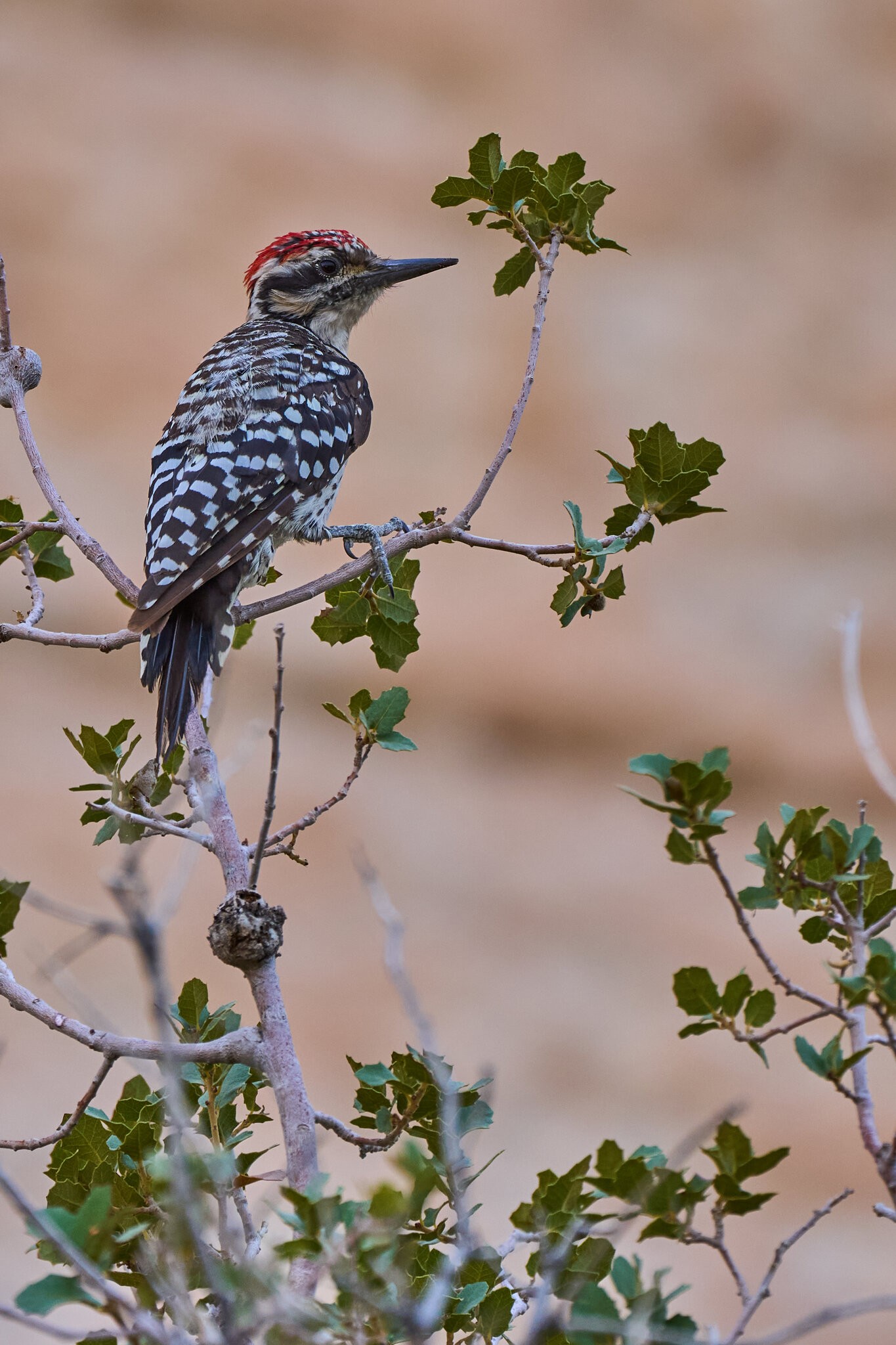 Ladder-Backed Woodpecker - Red Rock - 08072024 - 01.jpg