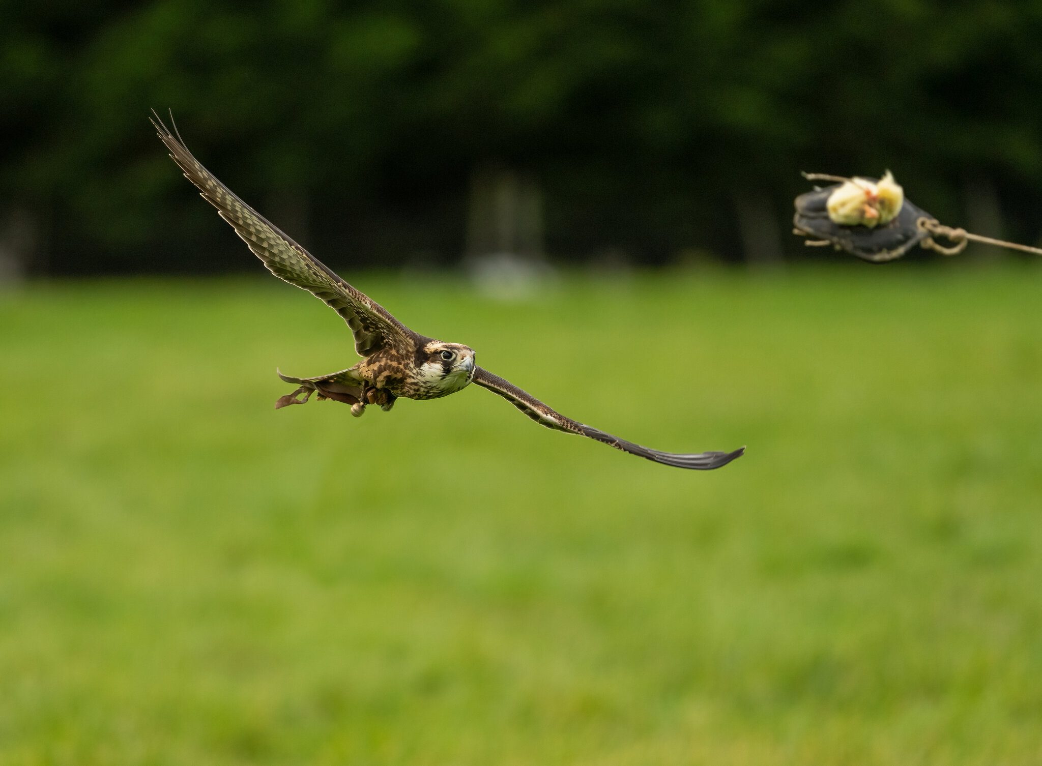 Lanner Falcon.jpg