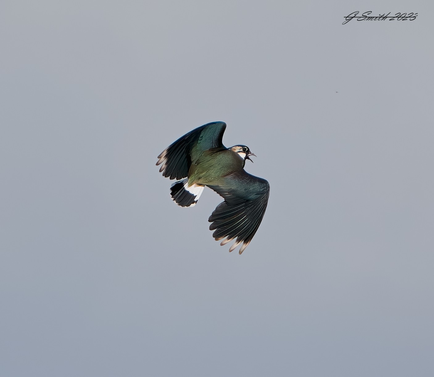 lapwing 2023 13.jpg