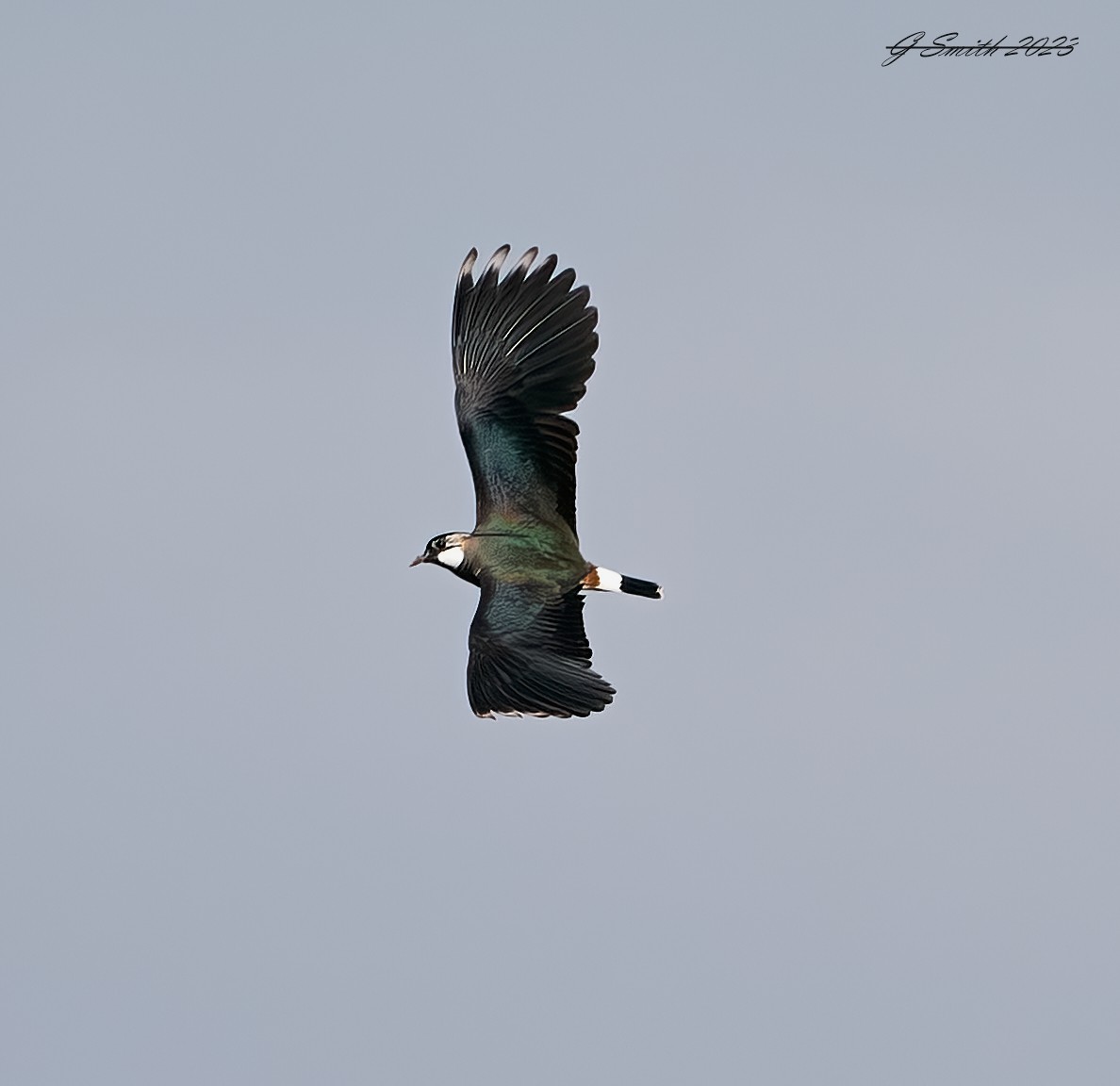 lapwing 2023 15.jpg