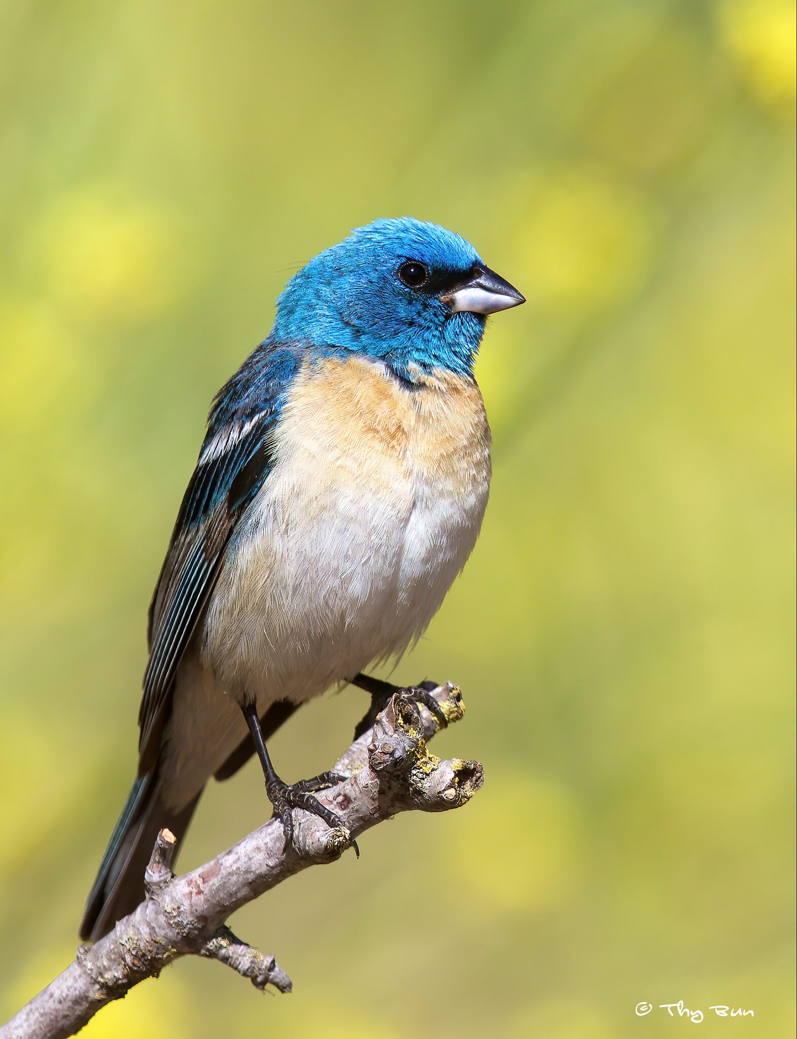 Lazuli Bunting (3).jpg