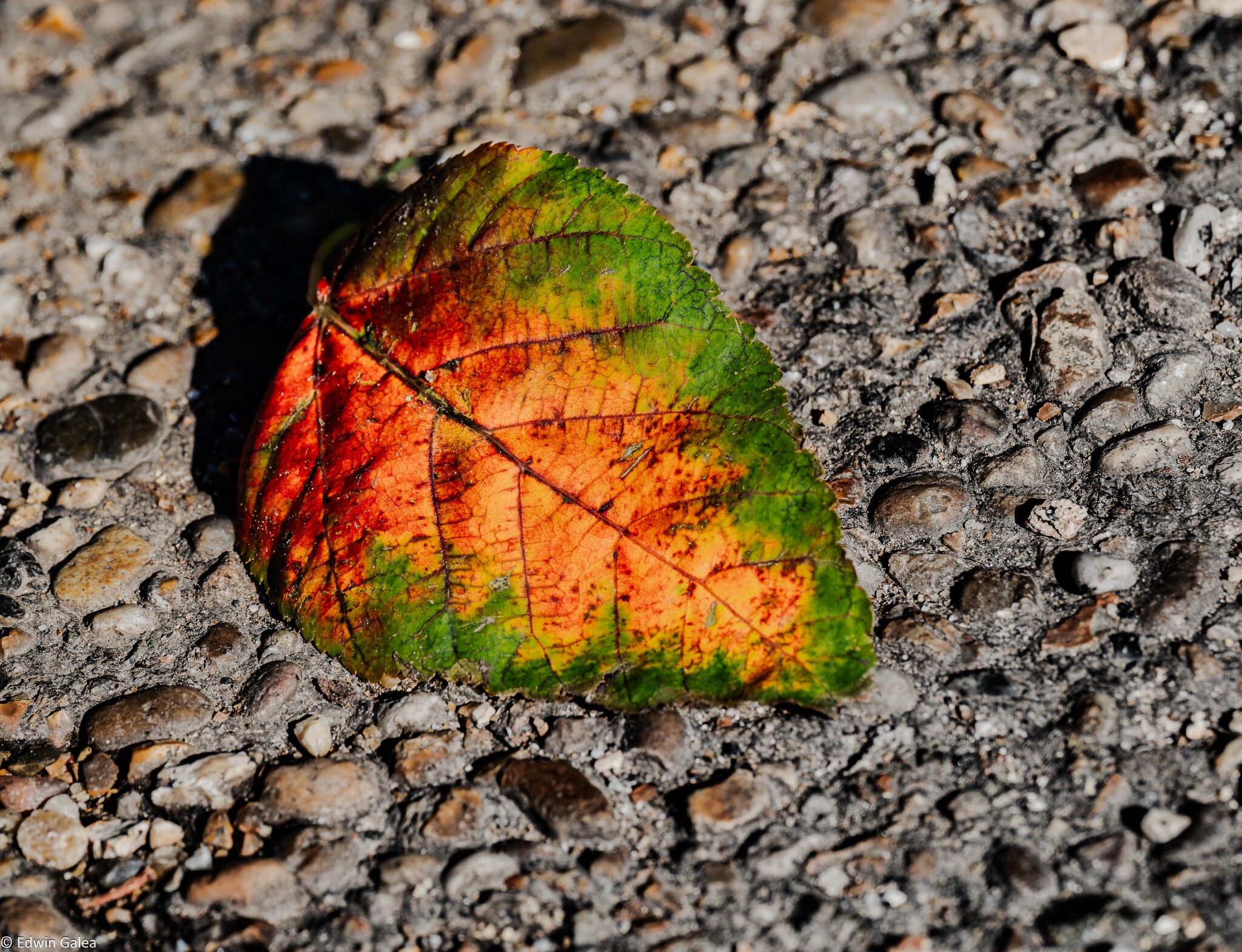 leaf_hdr-9.jpg