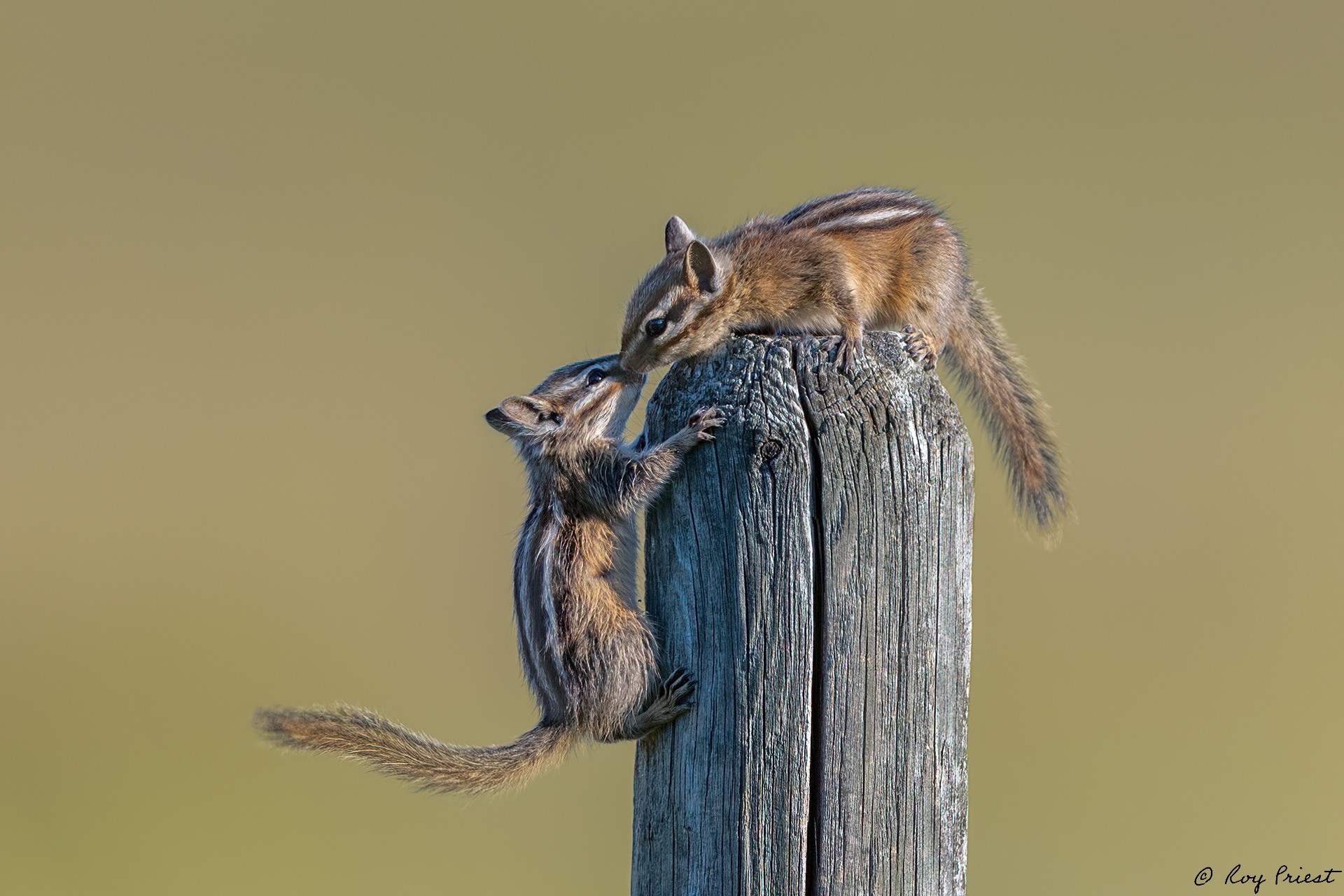 Least-Chipmunk-A1-Roy-3374-Edit.jpg