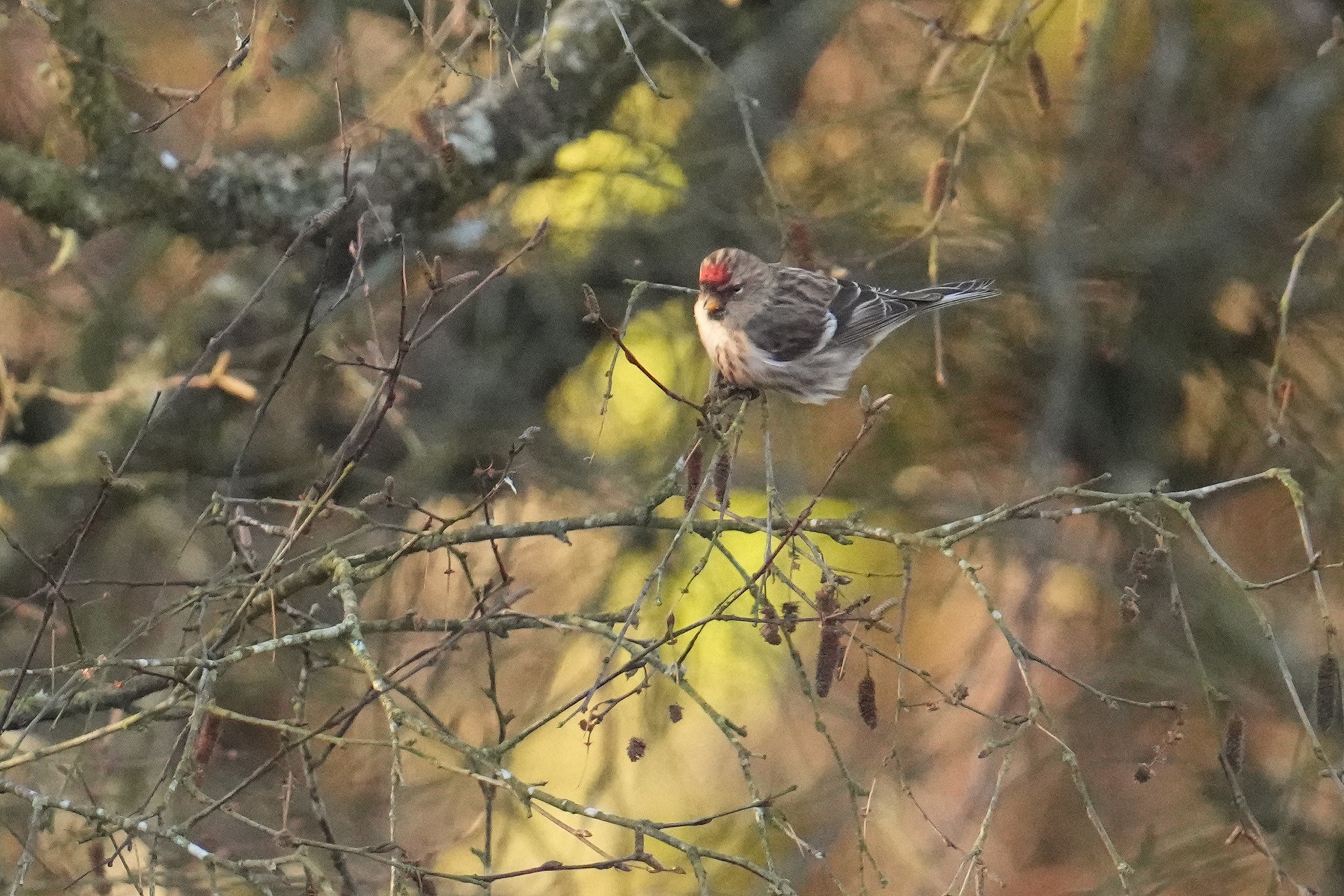 Lesser-Redpoll-DSC05156-2048px.jpg