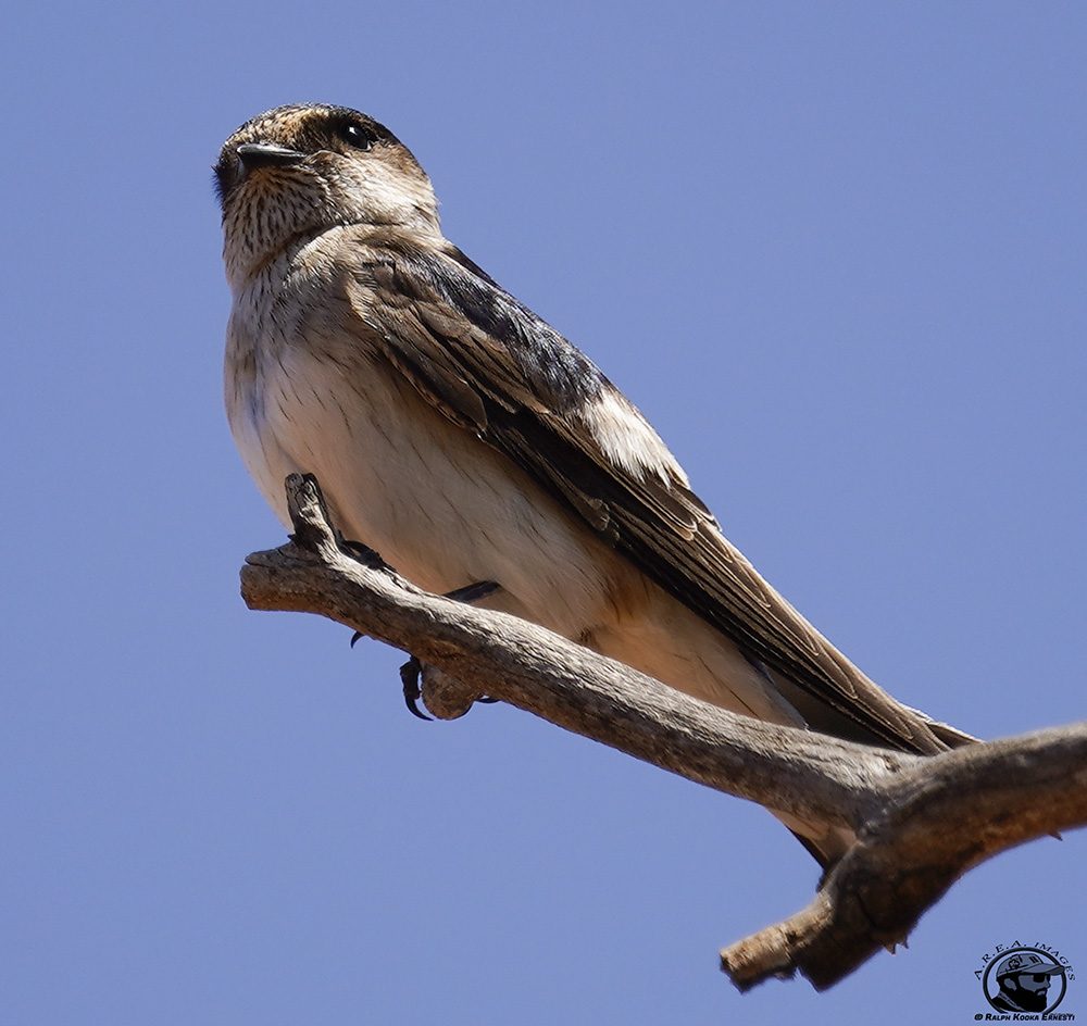 LiL Raptor Day 25-10-2021 (501).JPG