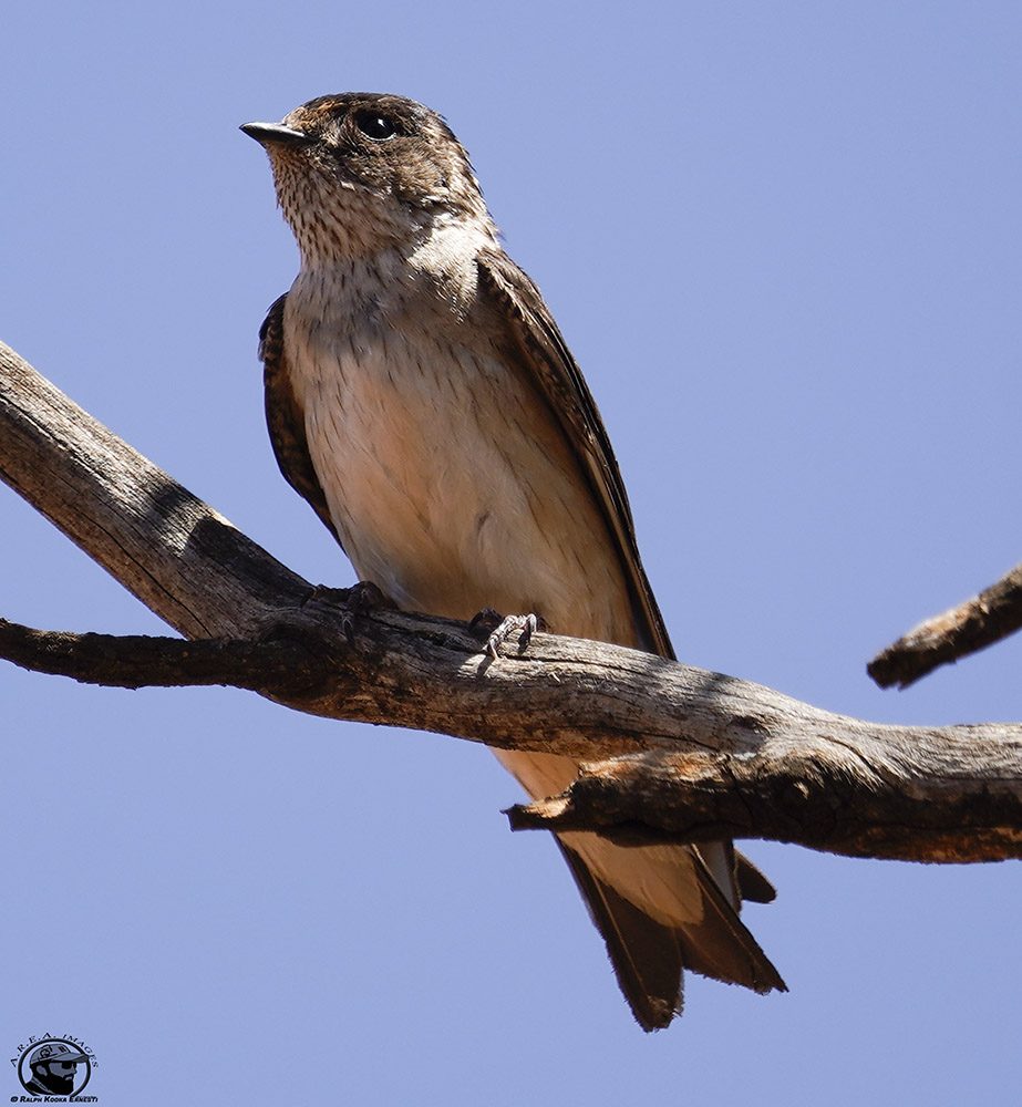 LiL Raptor Day 25-10-2021 (519).JPG