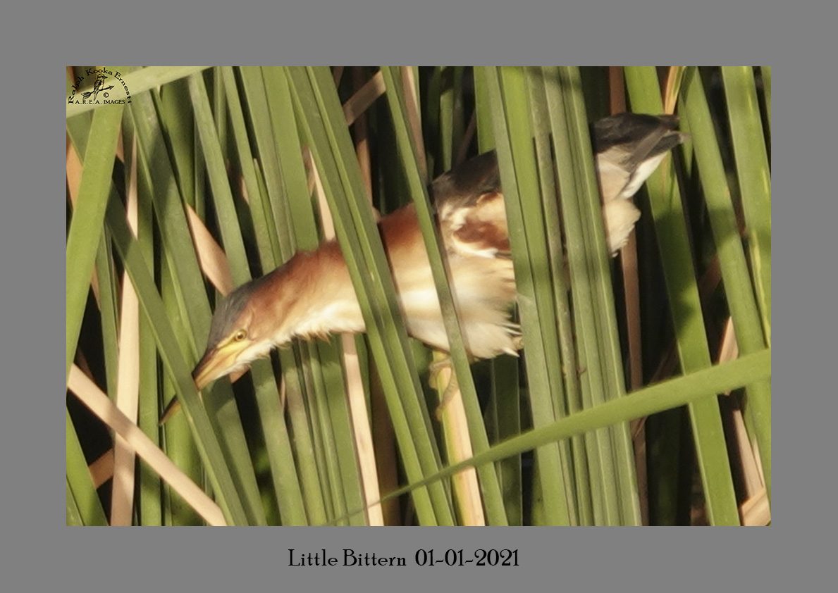 Little Bittern 1-1-2021.JPG