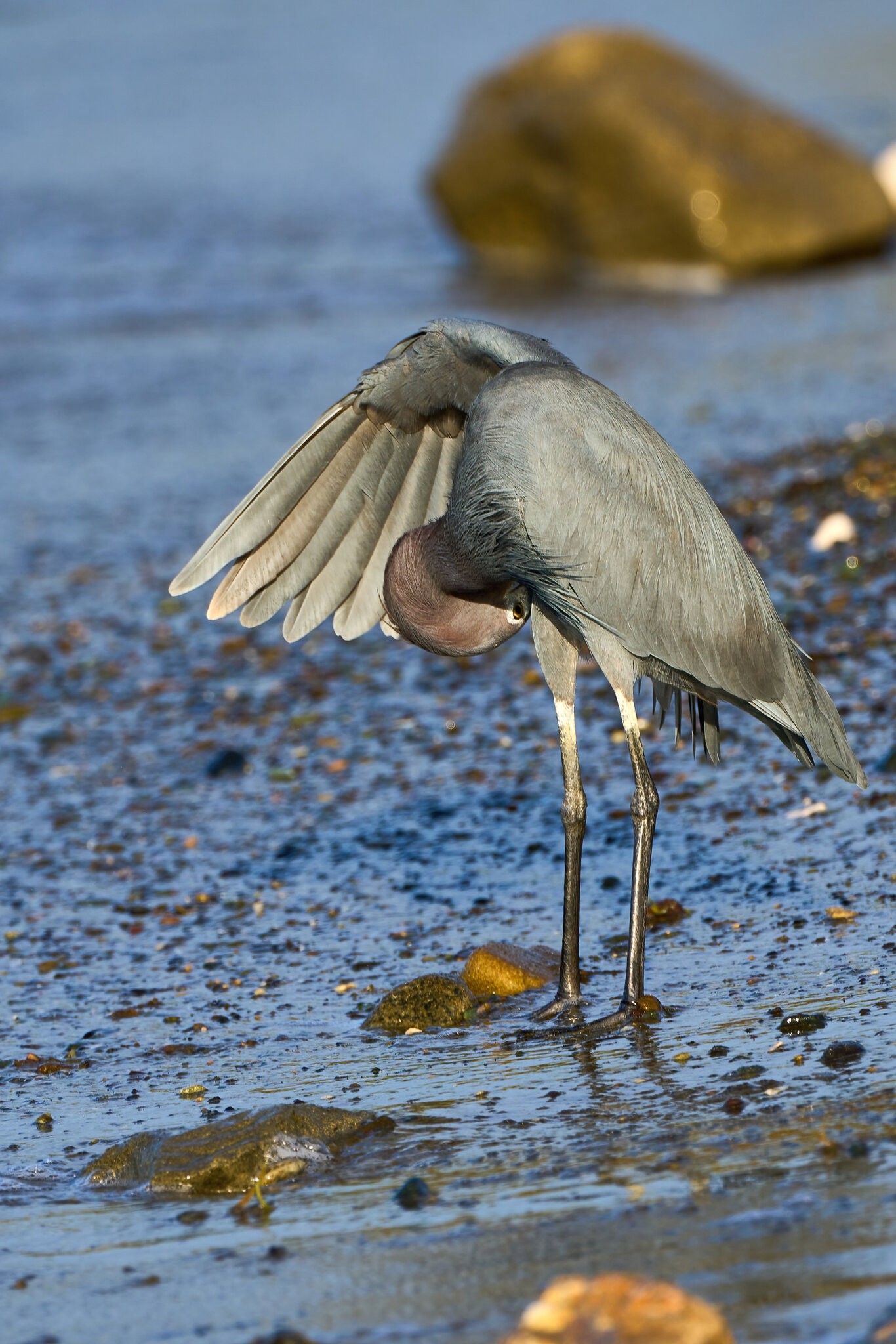 Little Blue Heron - Ponce PR 03092023 - 02-DN.jpg