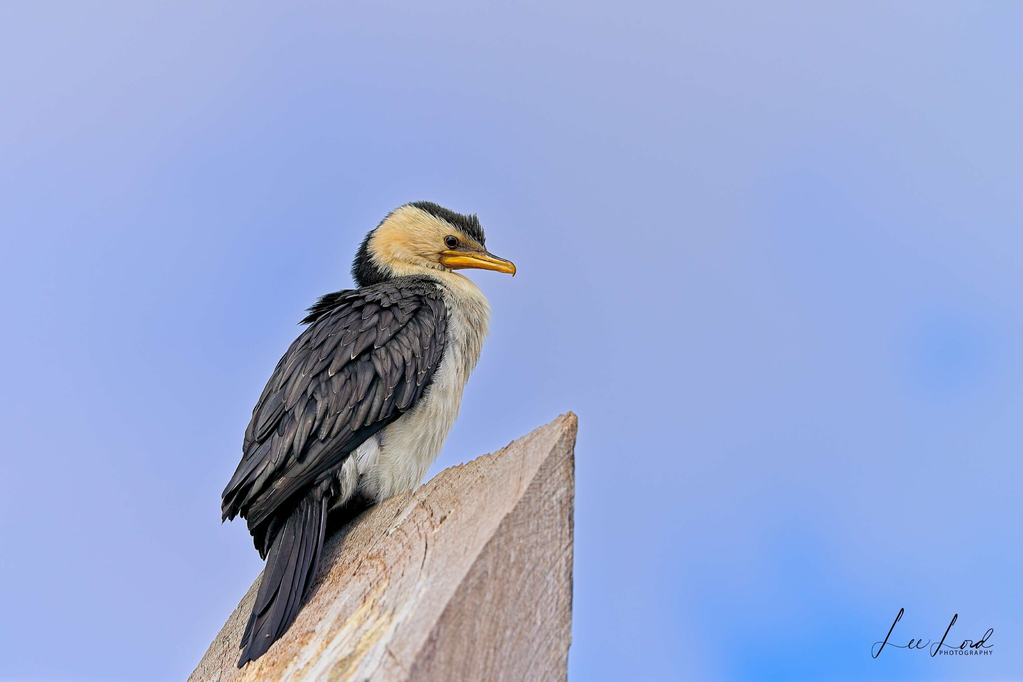 Little-pied Cormorant