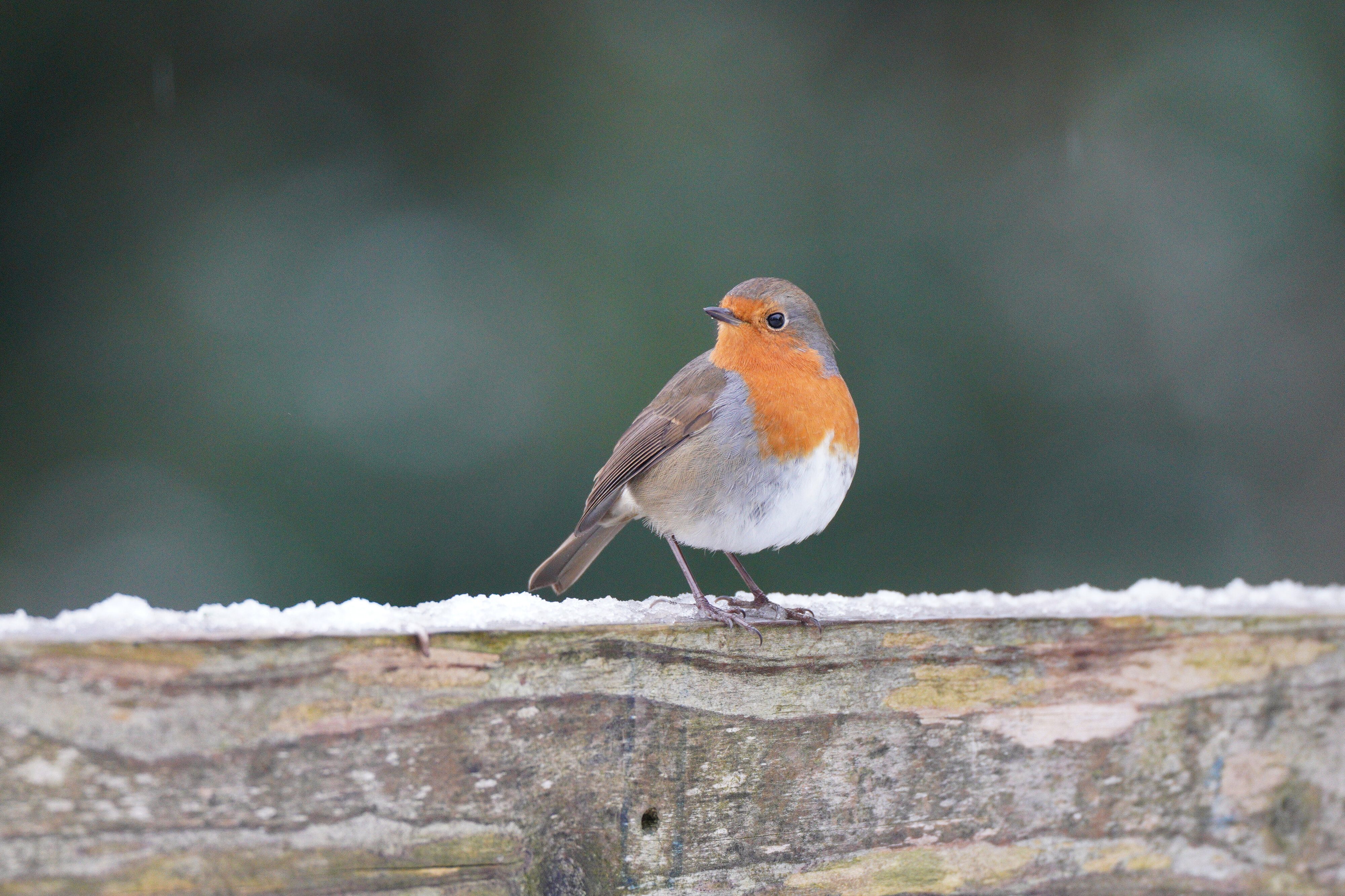 Little Rob on a snowy morning.