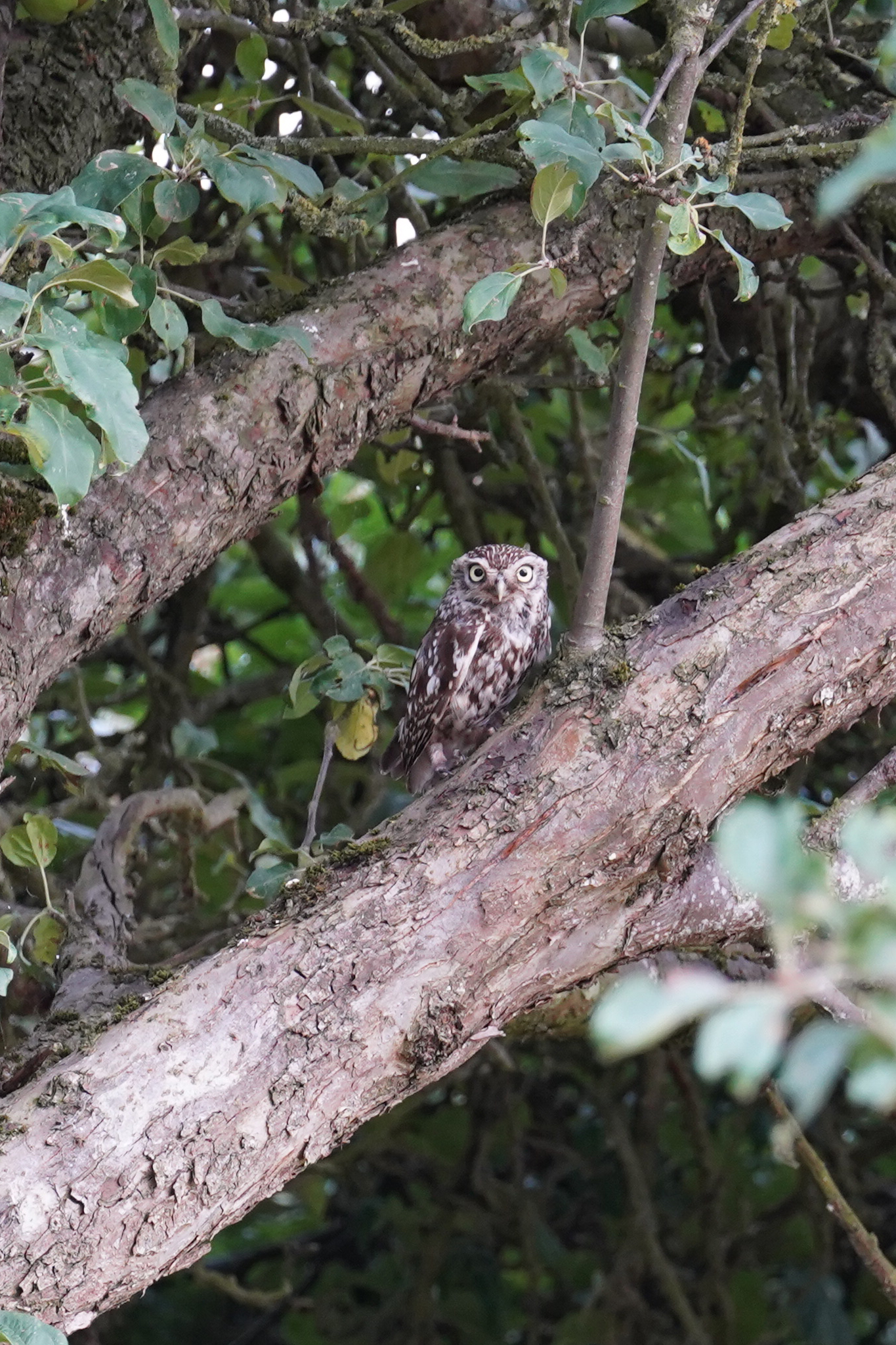 littleowl3.jpg