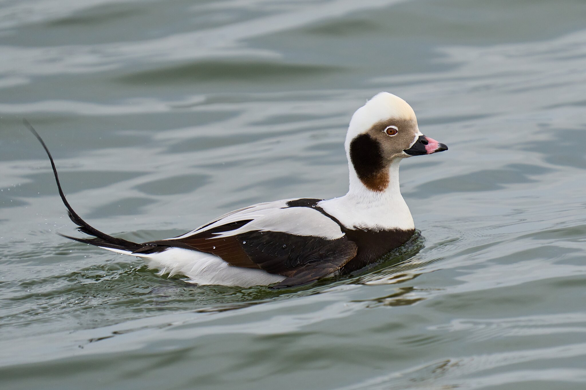 Long-Tailed Duck - Barnegat - 01262025 - 01 - DN.jpg