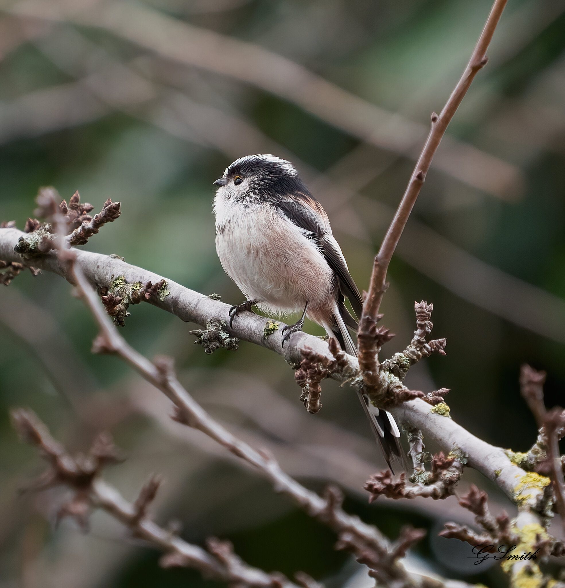 long tailed tit 1.jpg