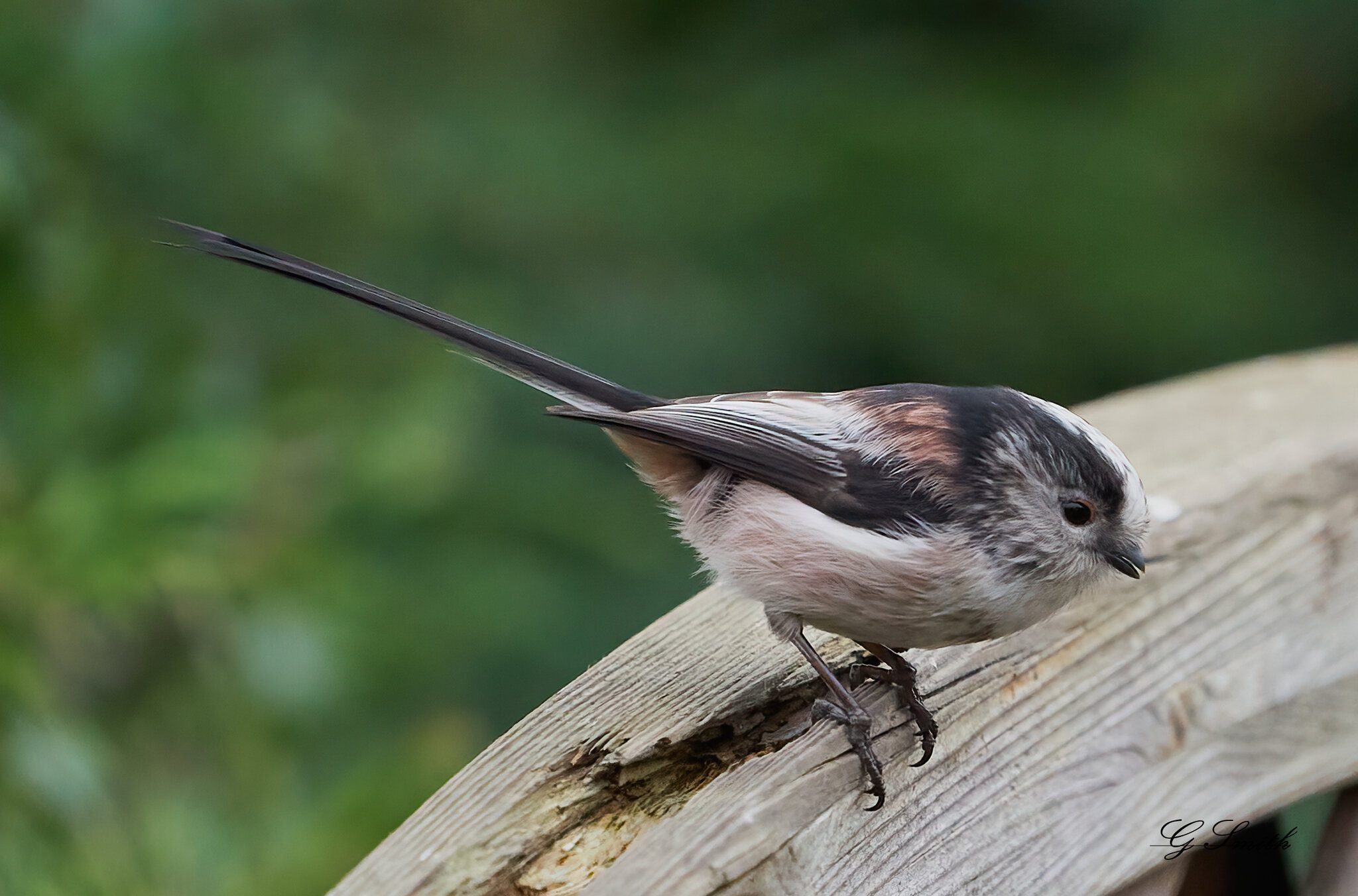 long tailed tit  1.jpg