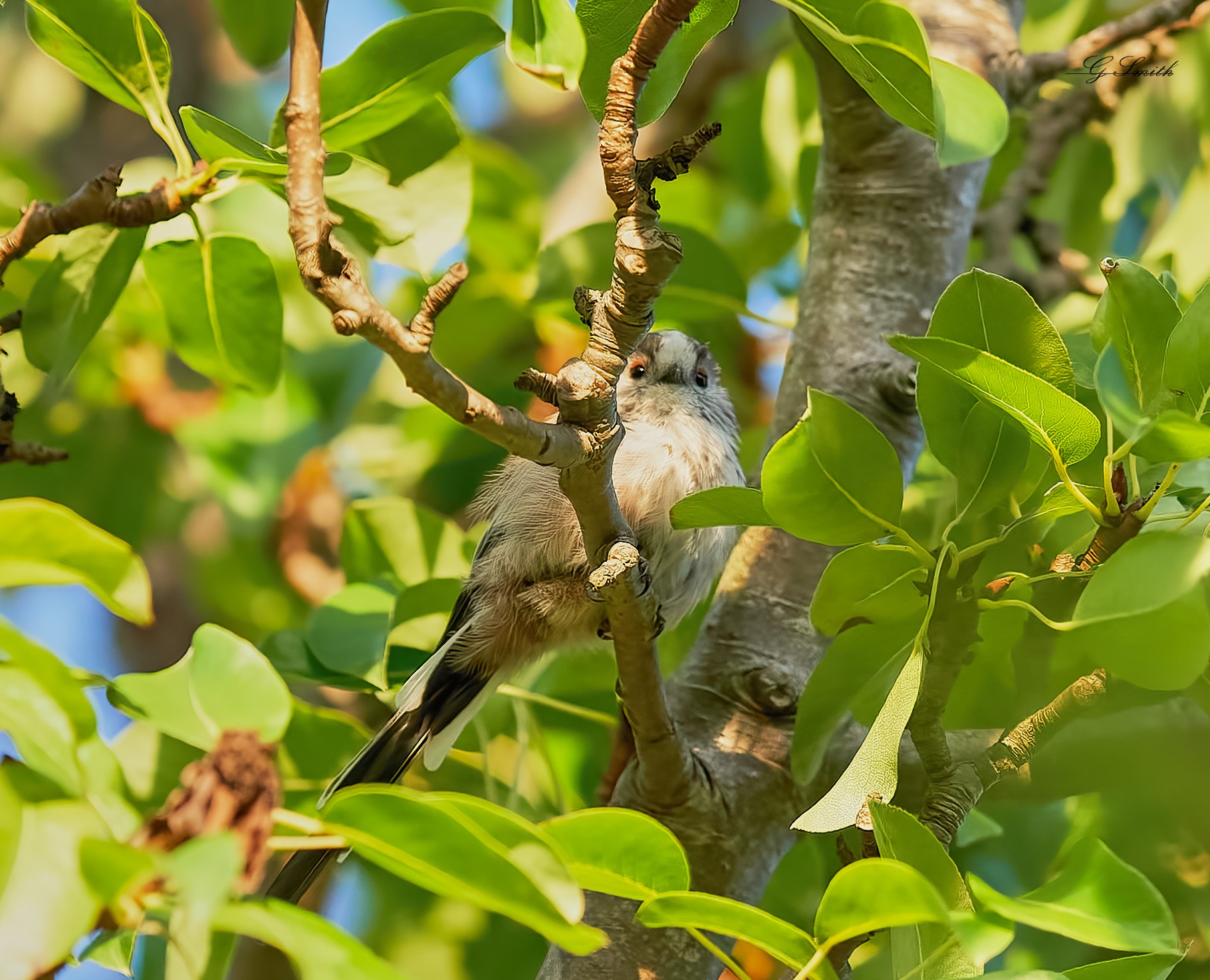 long tailed tit 2022 (9).jpg