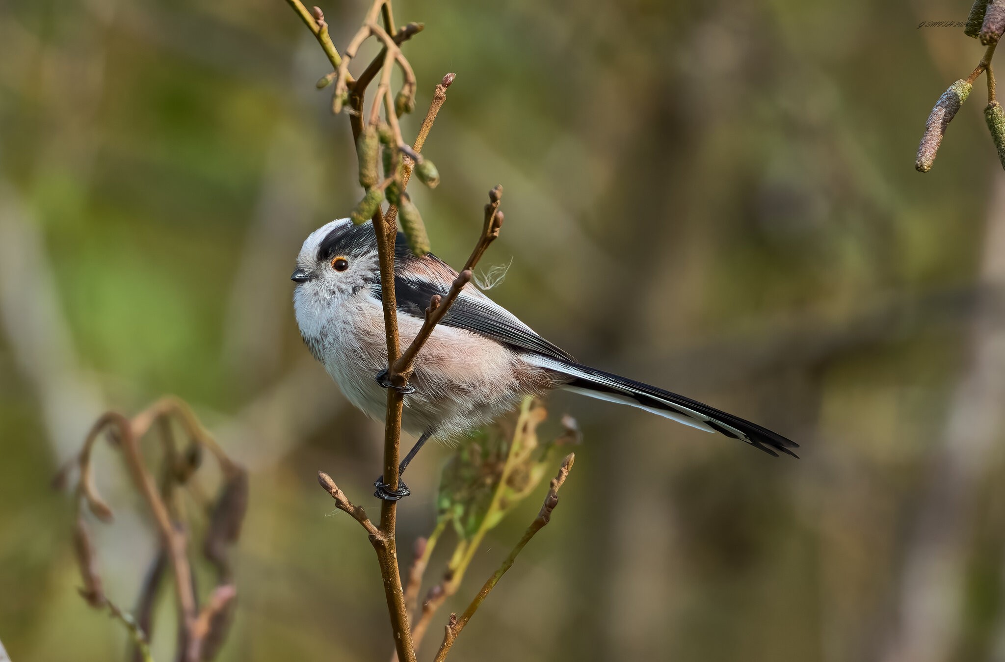 long tailed tit 2024 1.jpg