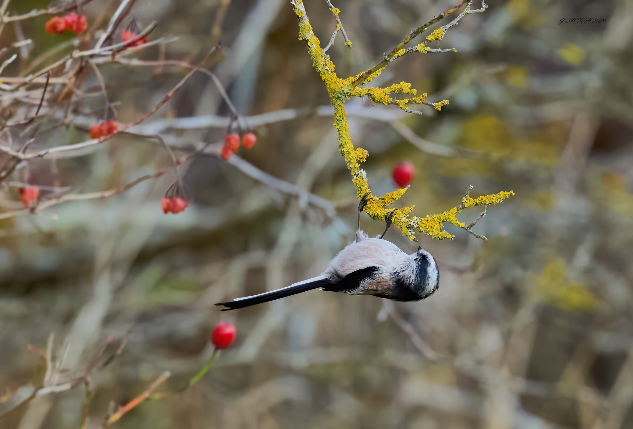 long tailed tit 2024 9.jpg