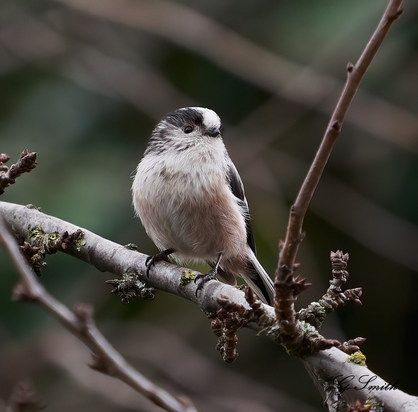 long tailed tit.jpg