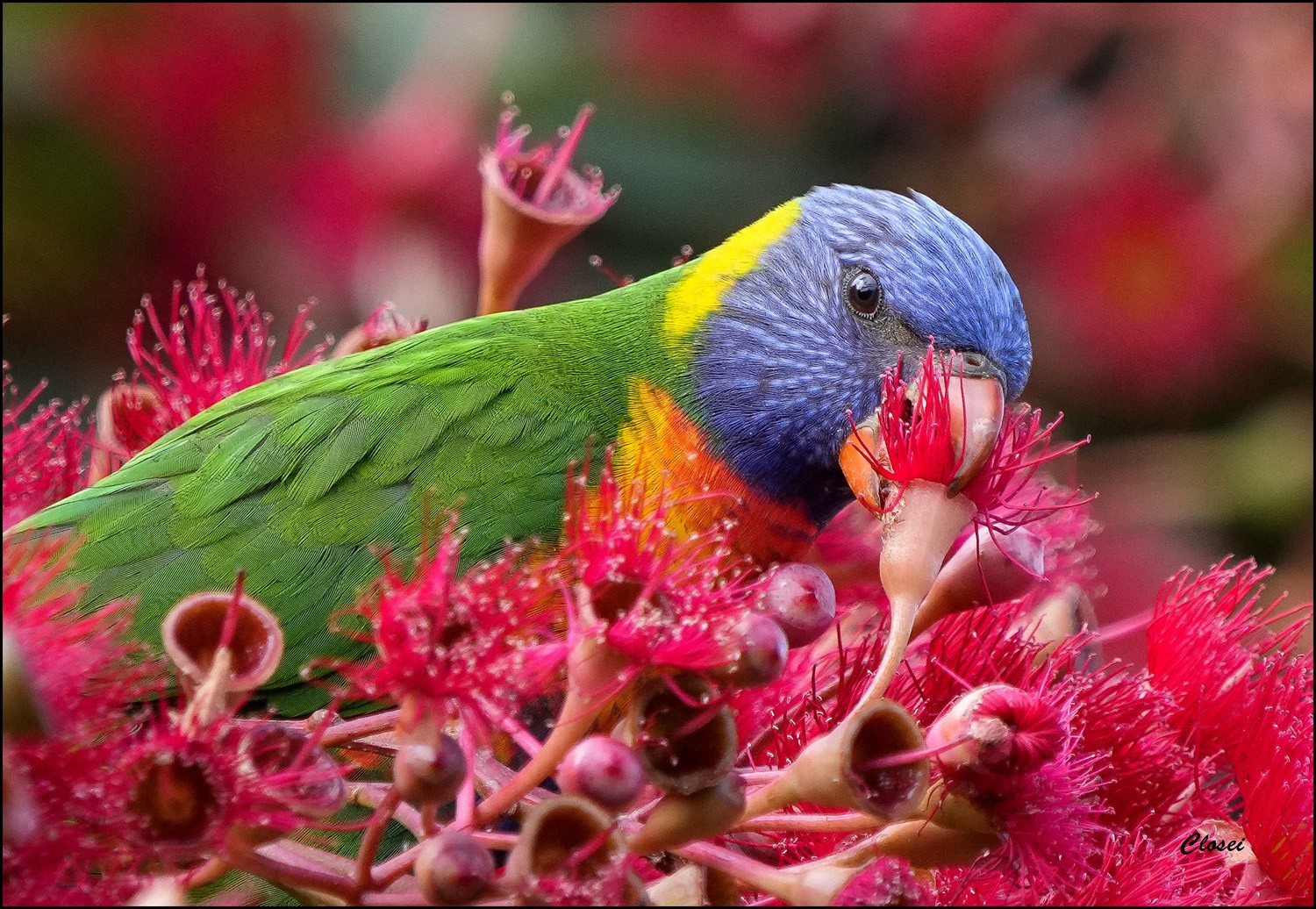 Lorikeet r.jpg