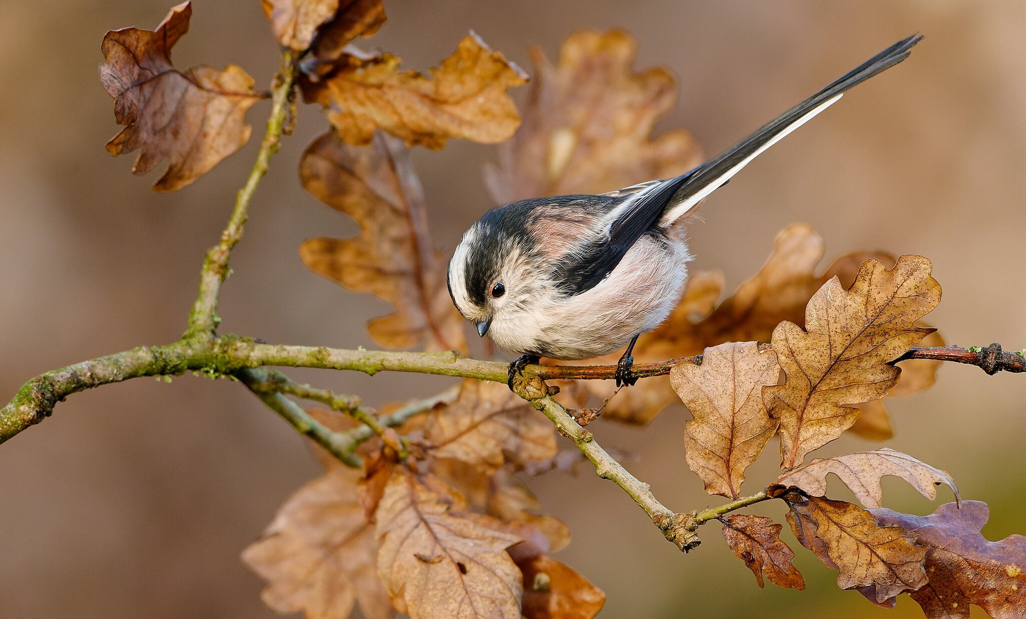 LTT.jpg