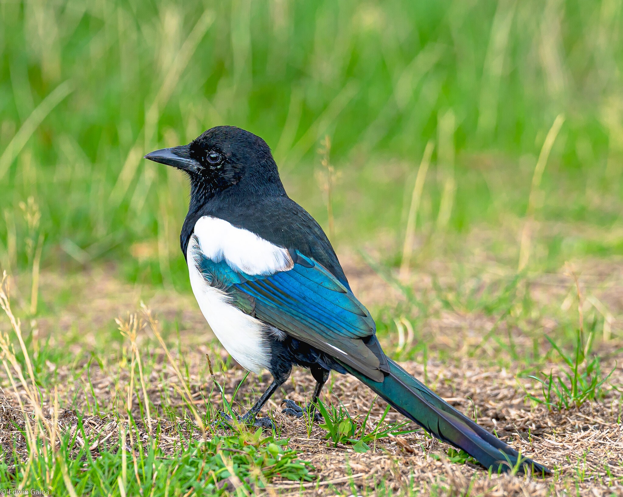 magpie-2.jpg