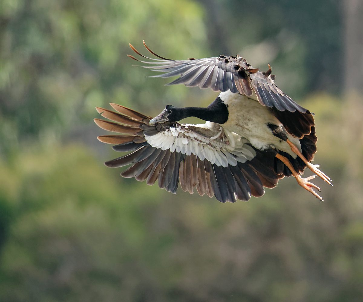 Magpie Goose landing (14).jpg