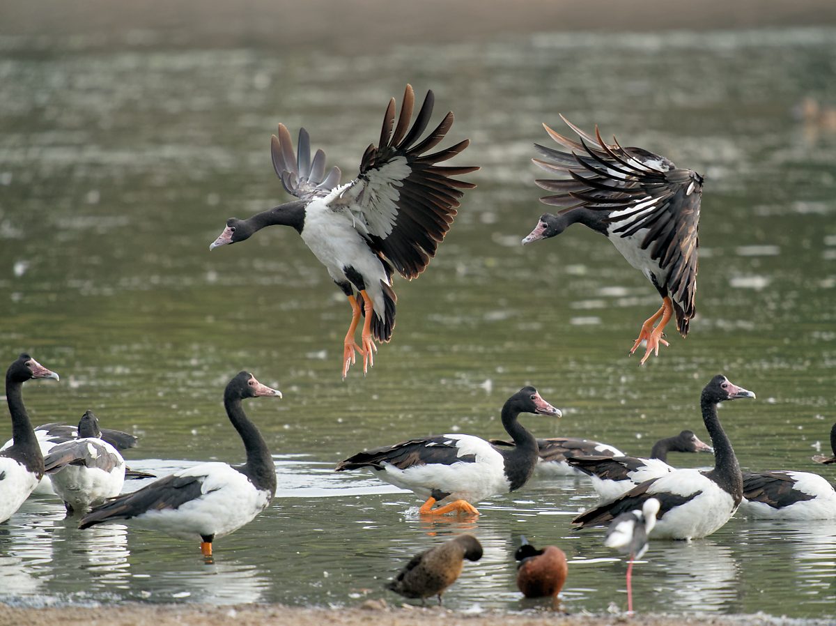 Magpie Goose landing (35).jpg