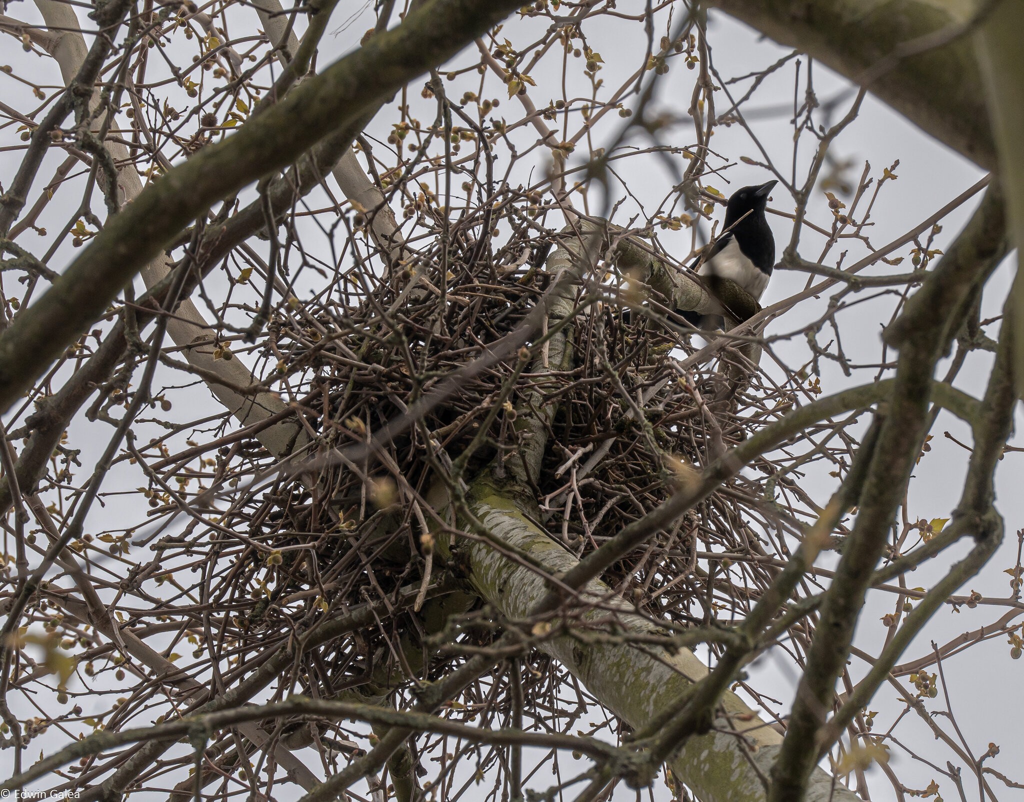 magpie nest-1.jpg