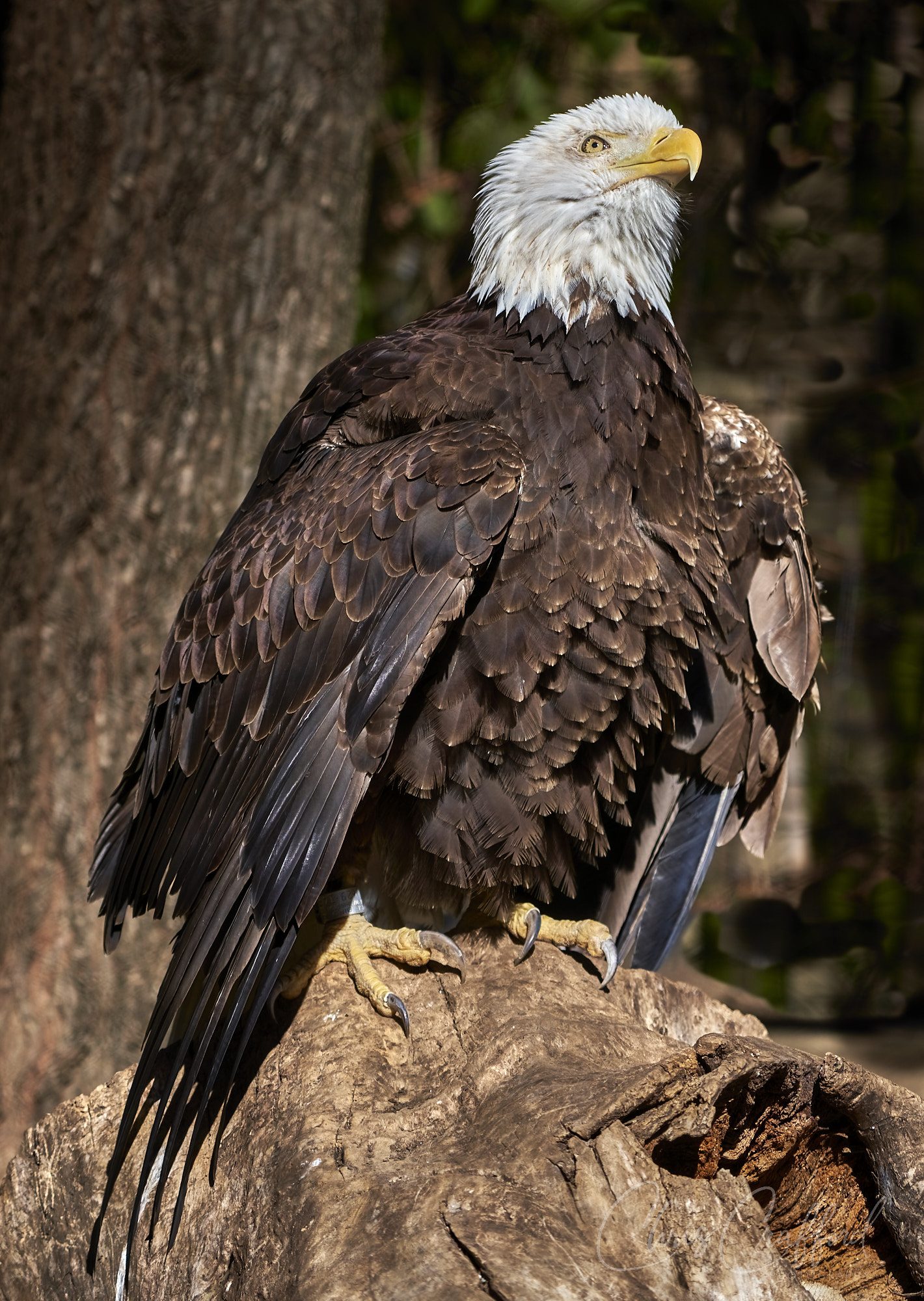 Majestic Bald Eagle