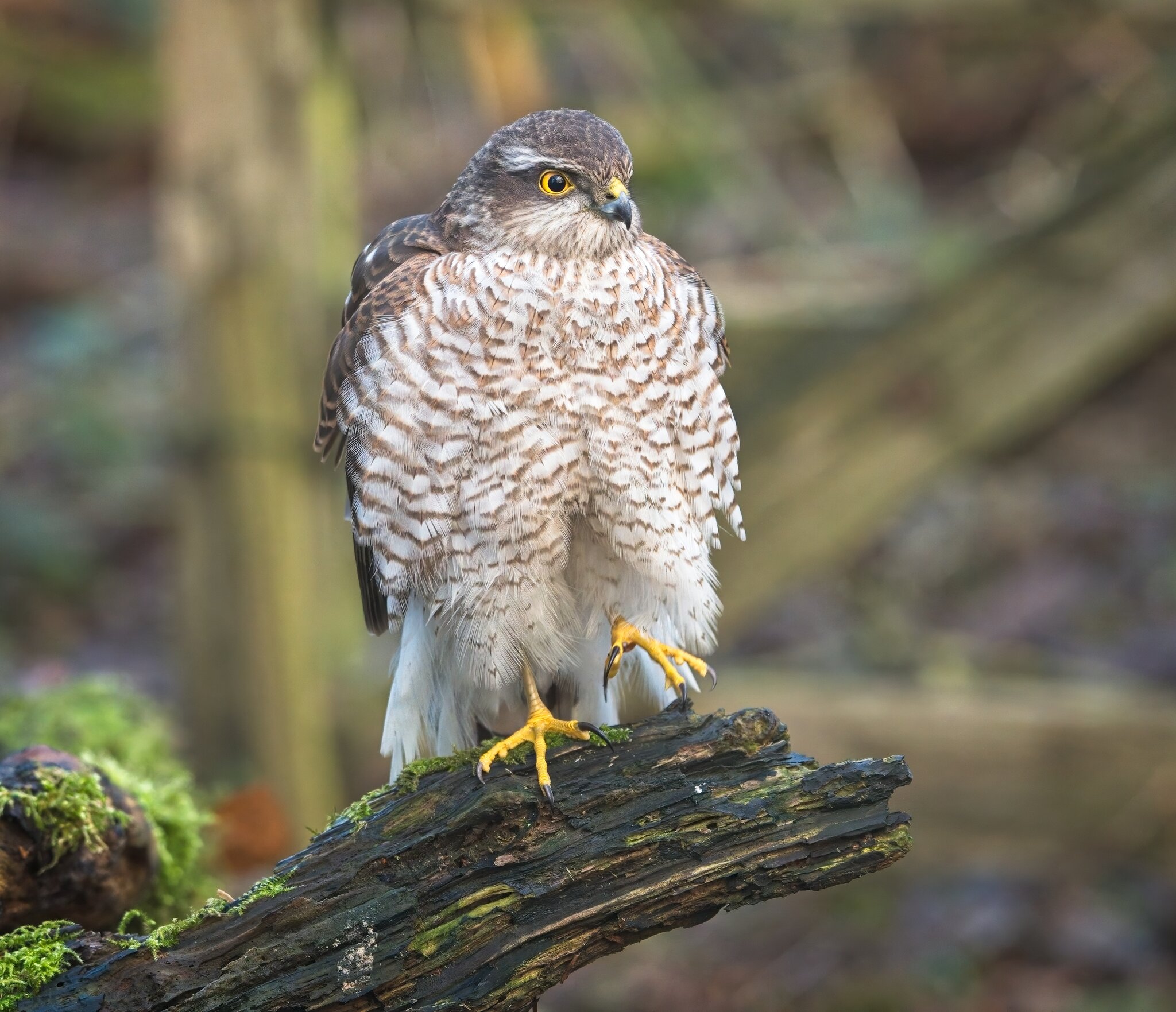 Male Sparrow Hawk