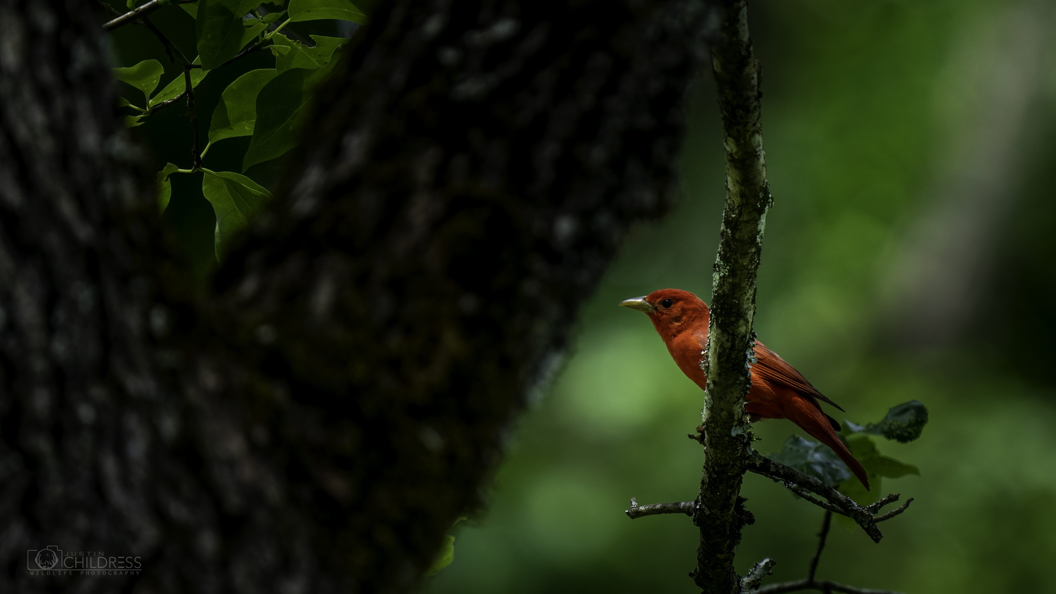 Male Summer Tanager