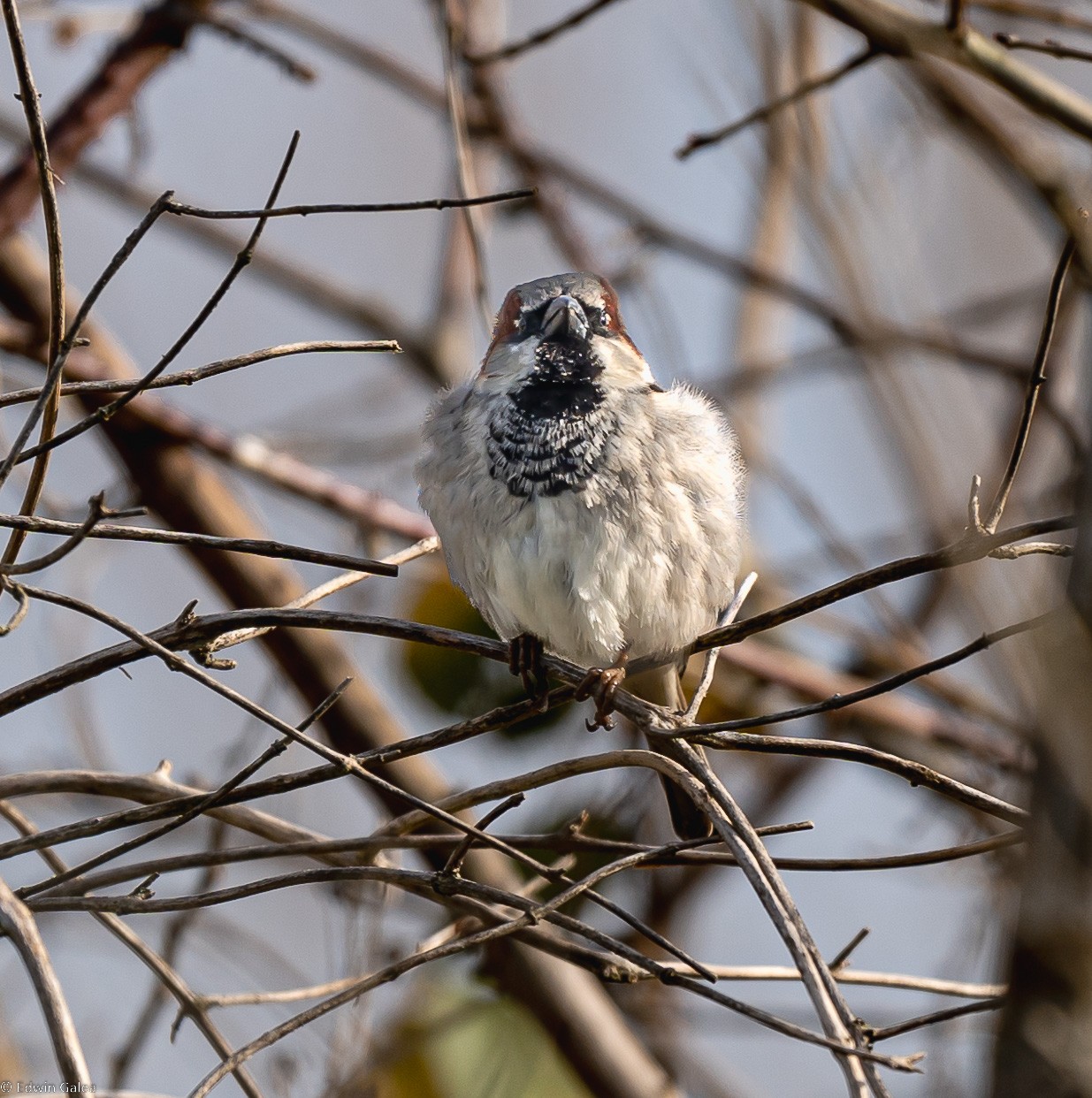 male_house_sparrow-1.jpg