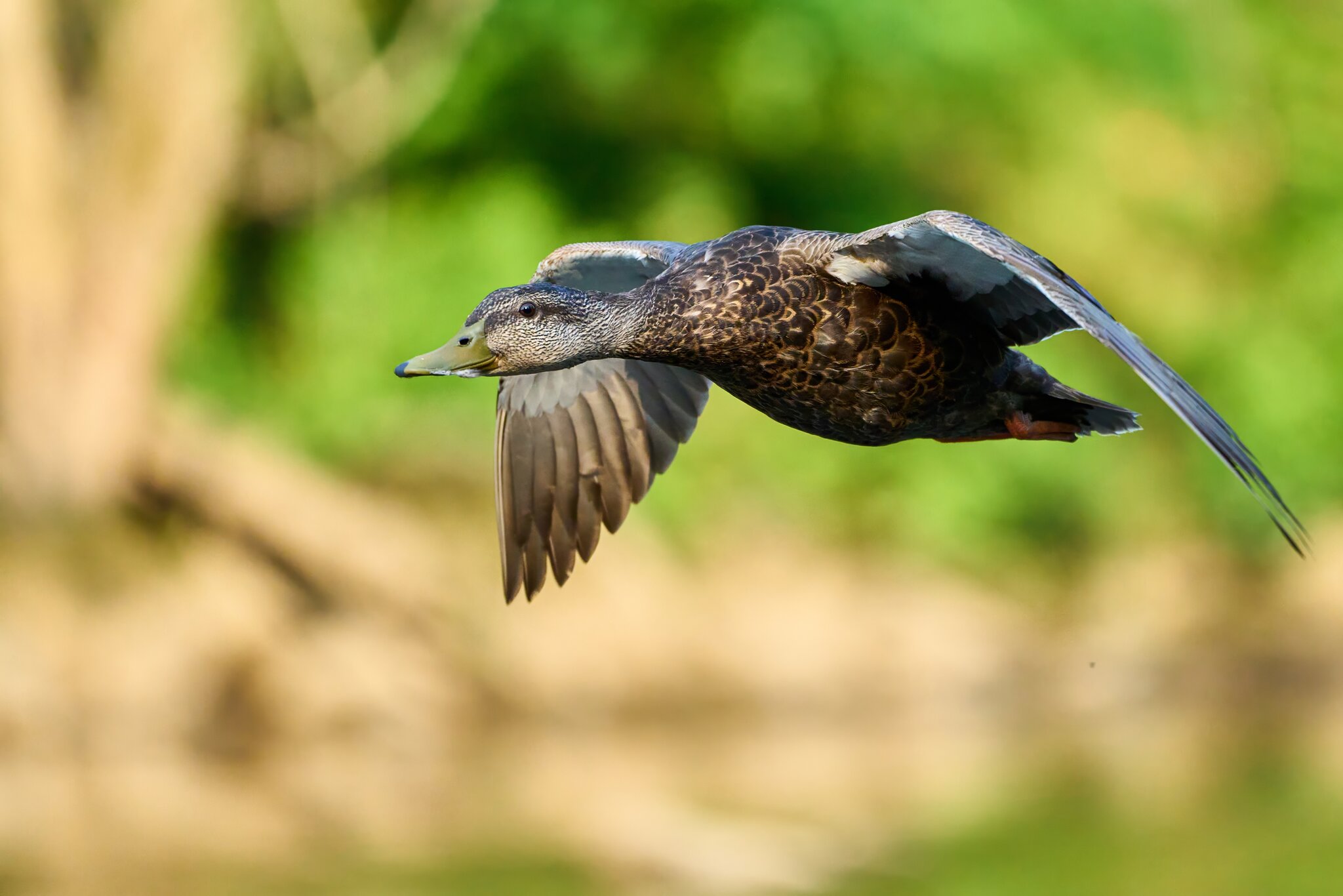 Mallard - Brandywine - 06182023 - 07- DN.jpg