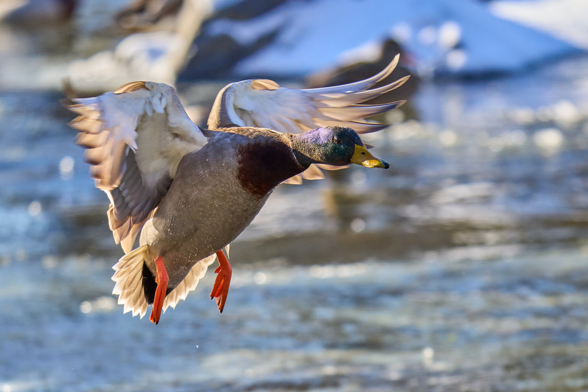 Mallard - Brandywine Park - 01202025 - 03 - DN.jpg