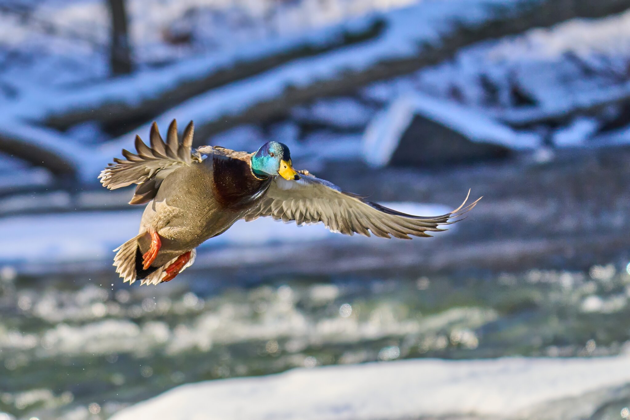 Mallard - Brandywine Park - 01202025 - 09 - DN.jpg