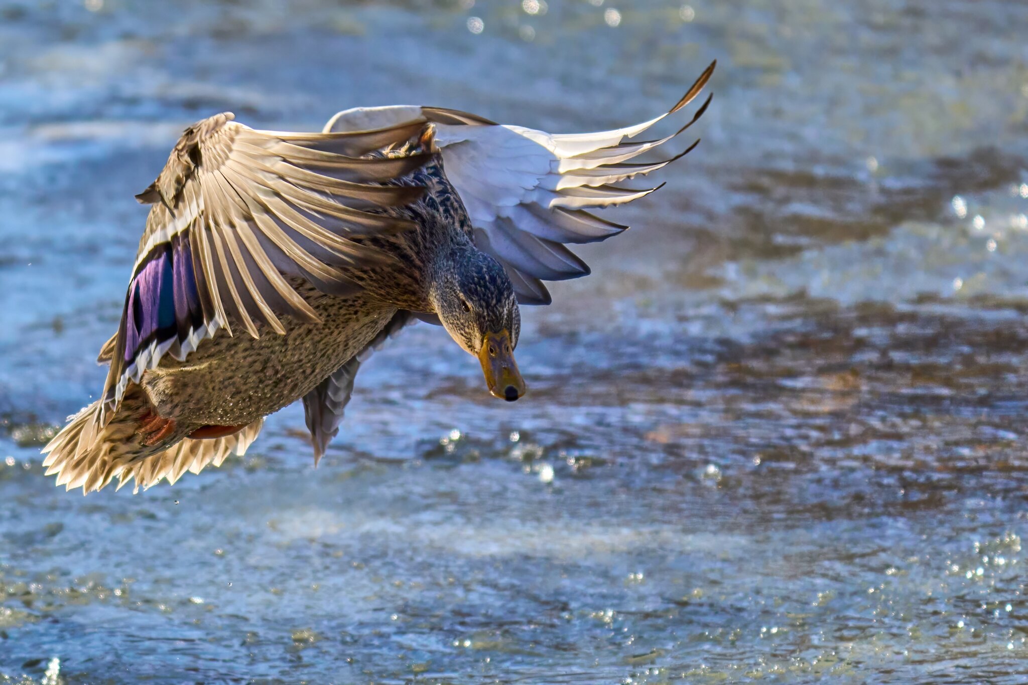 Mallard - Brandywine Park - 01202025 - 21 - DN.jpg