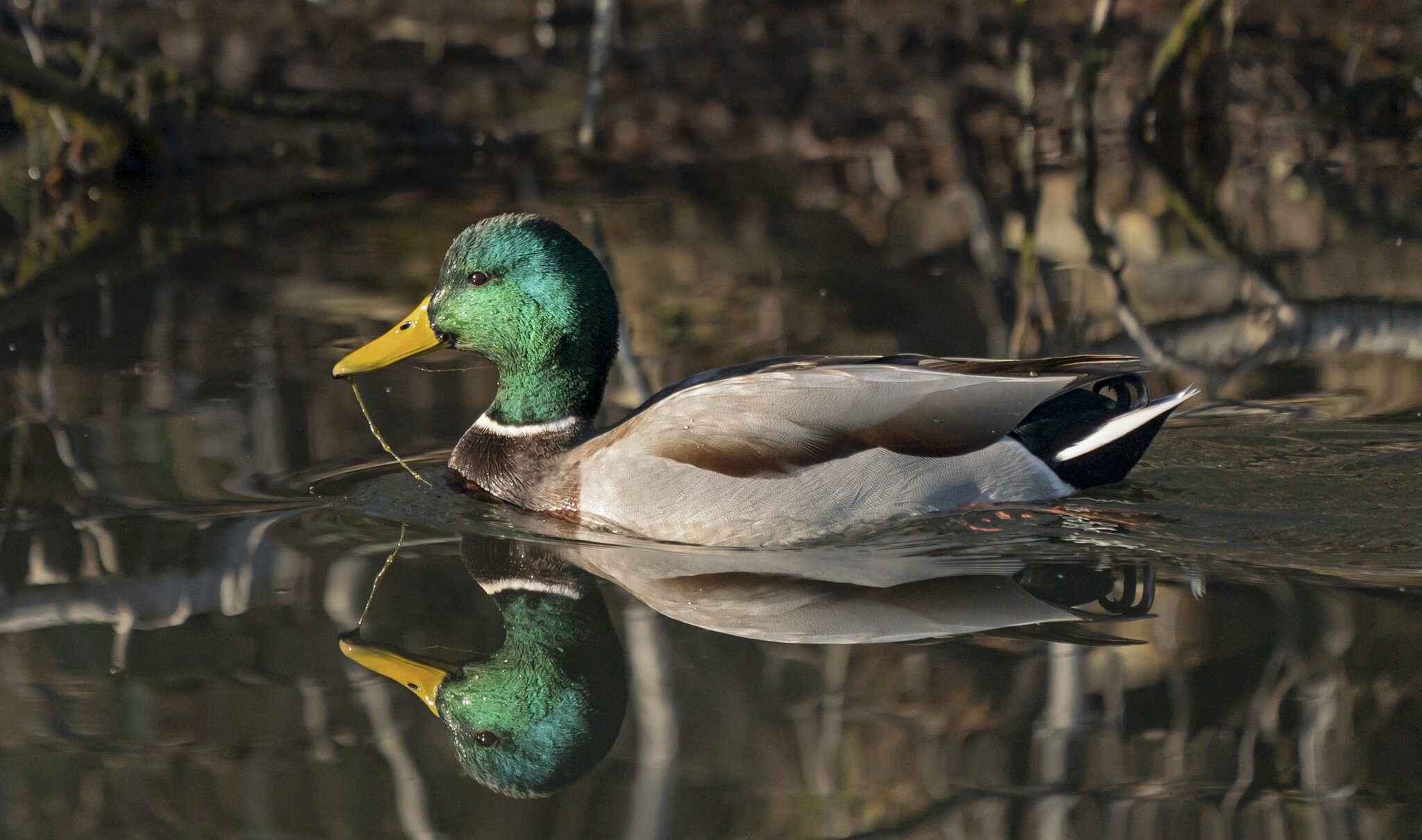 Mallard Duck Drake02.jpg