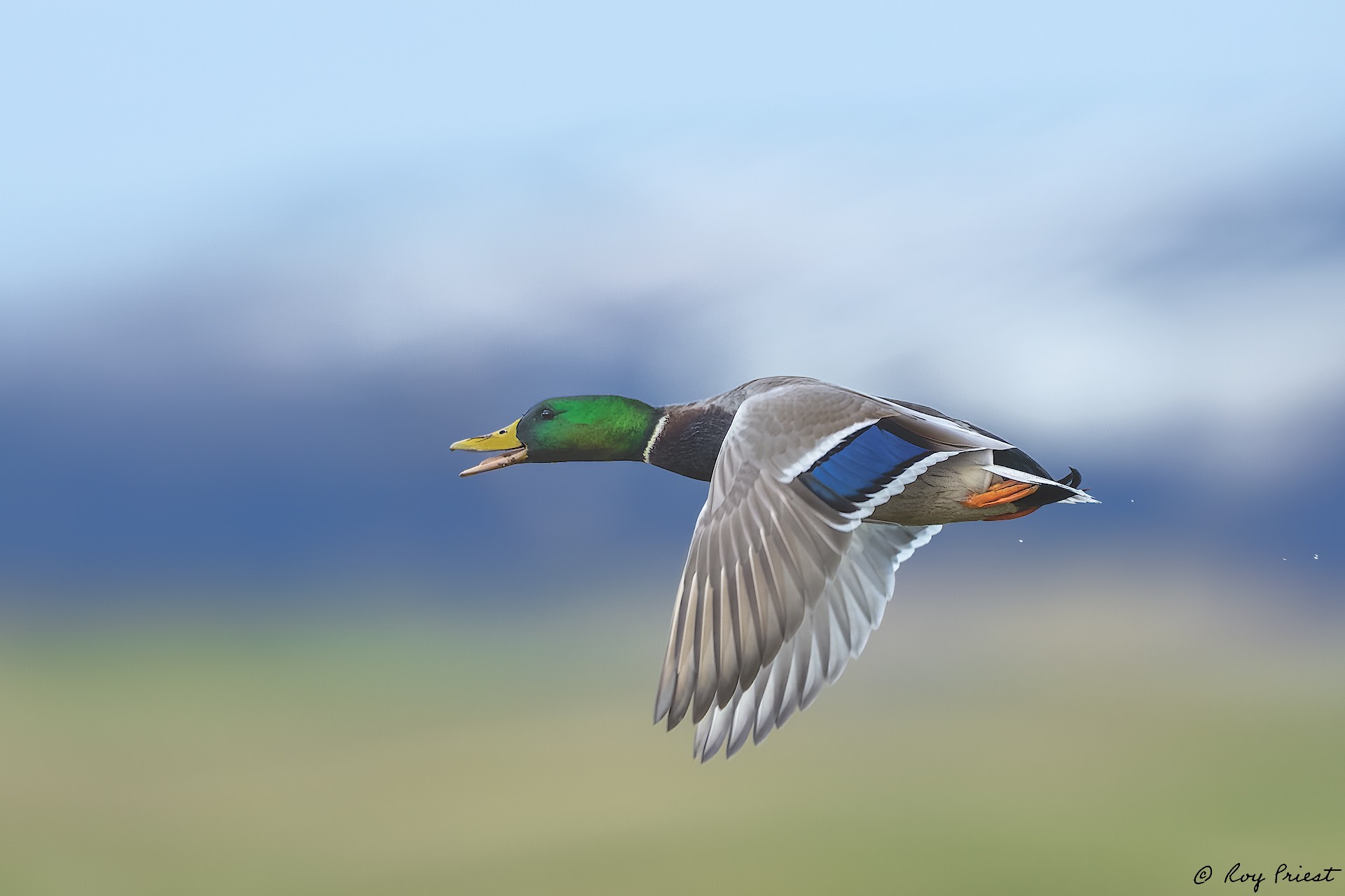 Mallard_RP18899-Edit.jpg