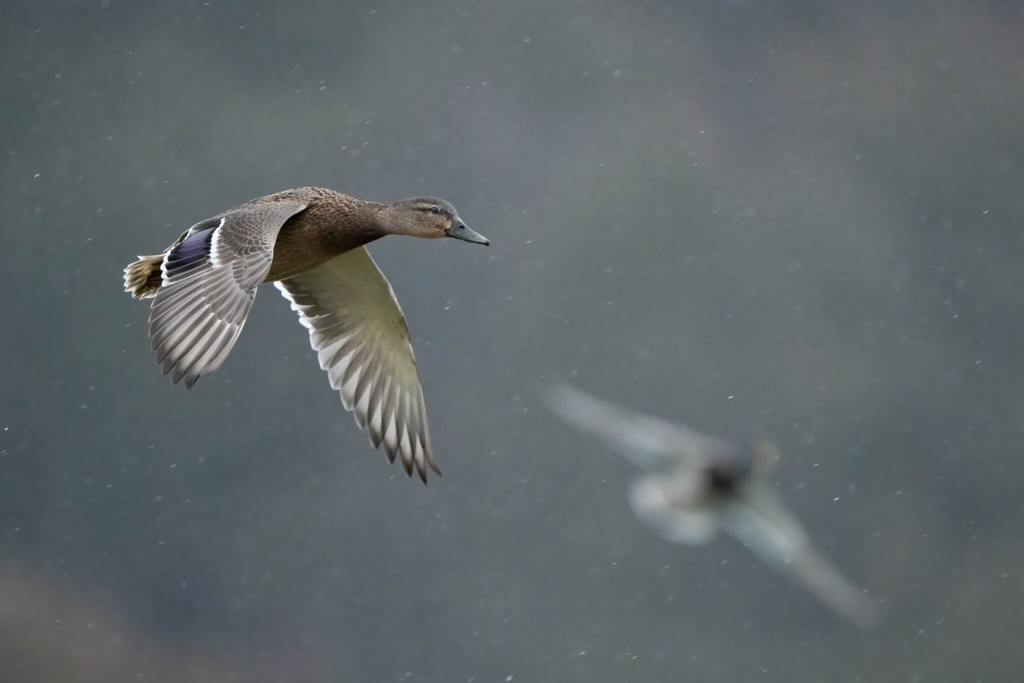 Mallards