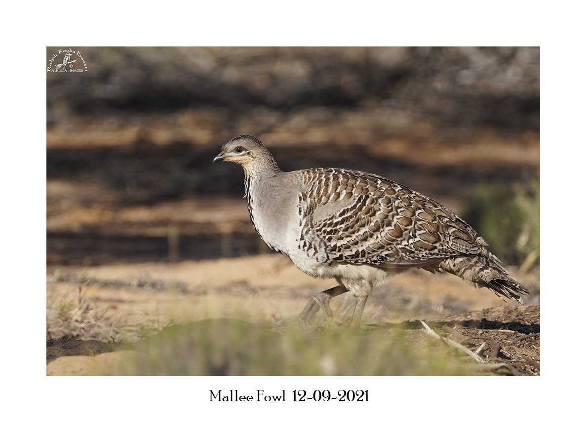 Mallee Fowl 12-09-2021.JPG