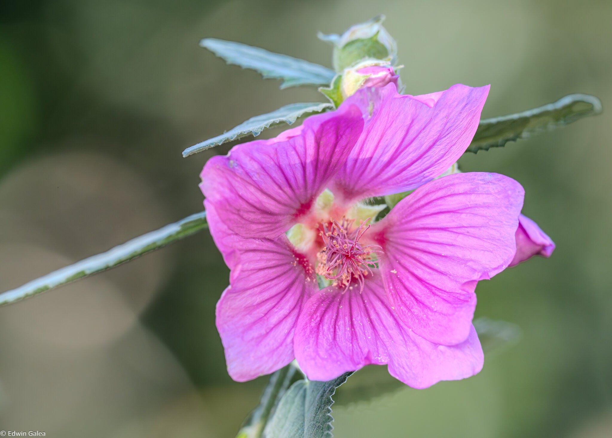 mallow_hdr-1.jpg