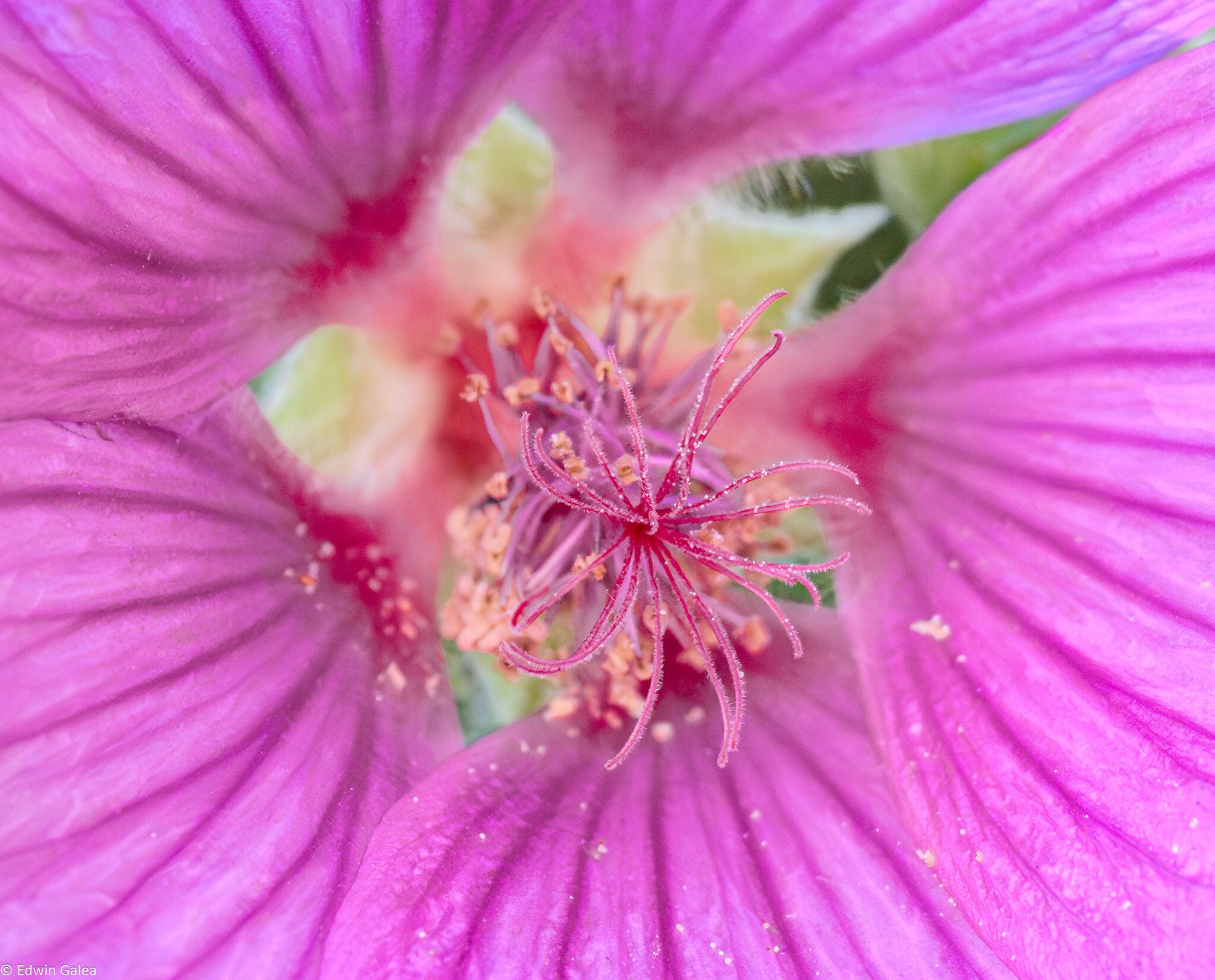 mallow_hdr-2.jpg