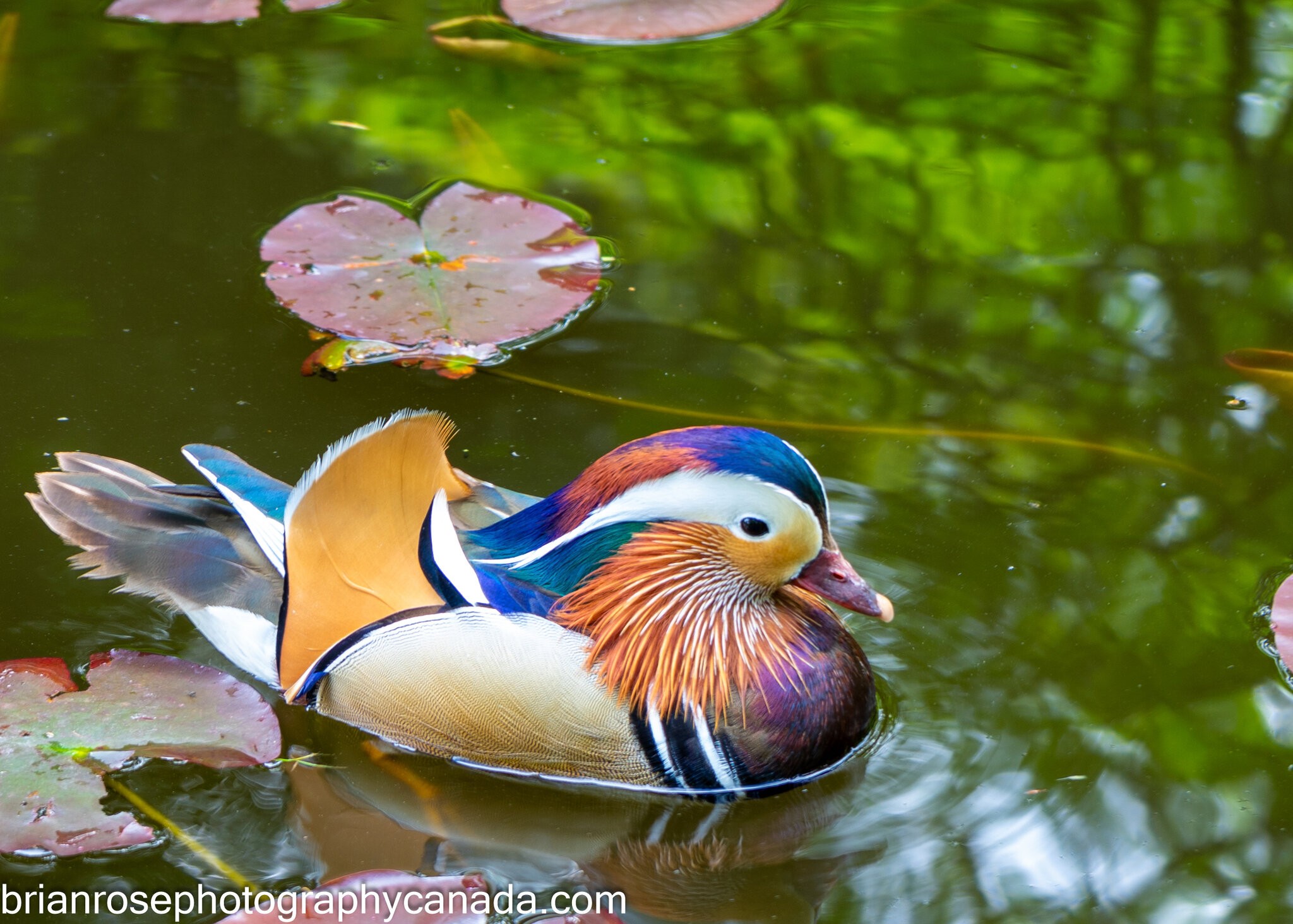 Mandarin Duck.jpg