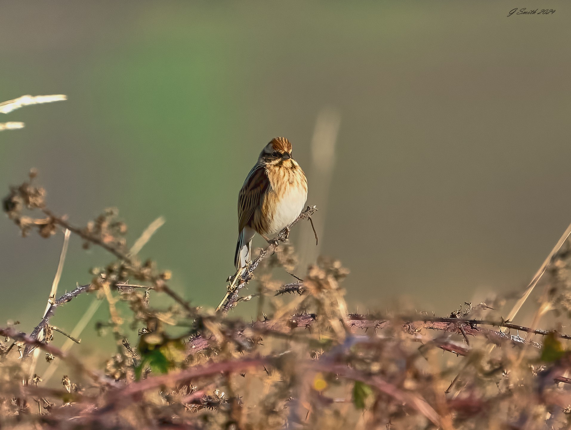 meadow pipit 2024 1.jpg