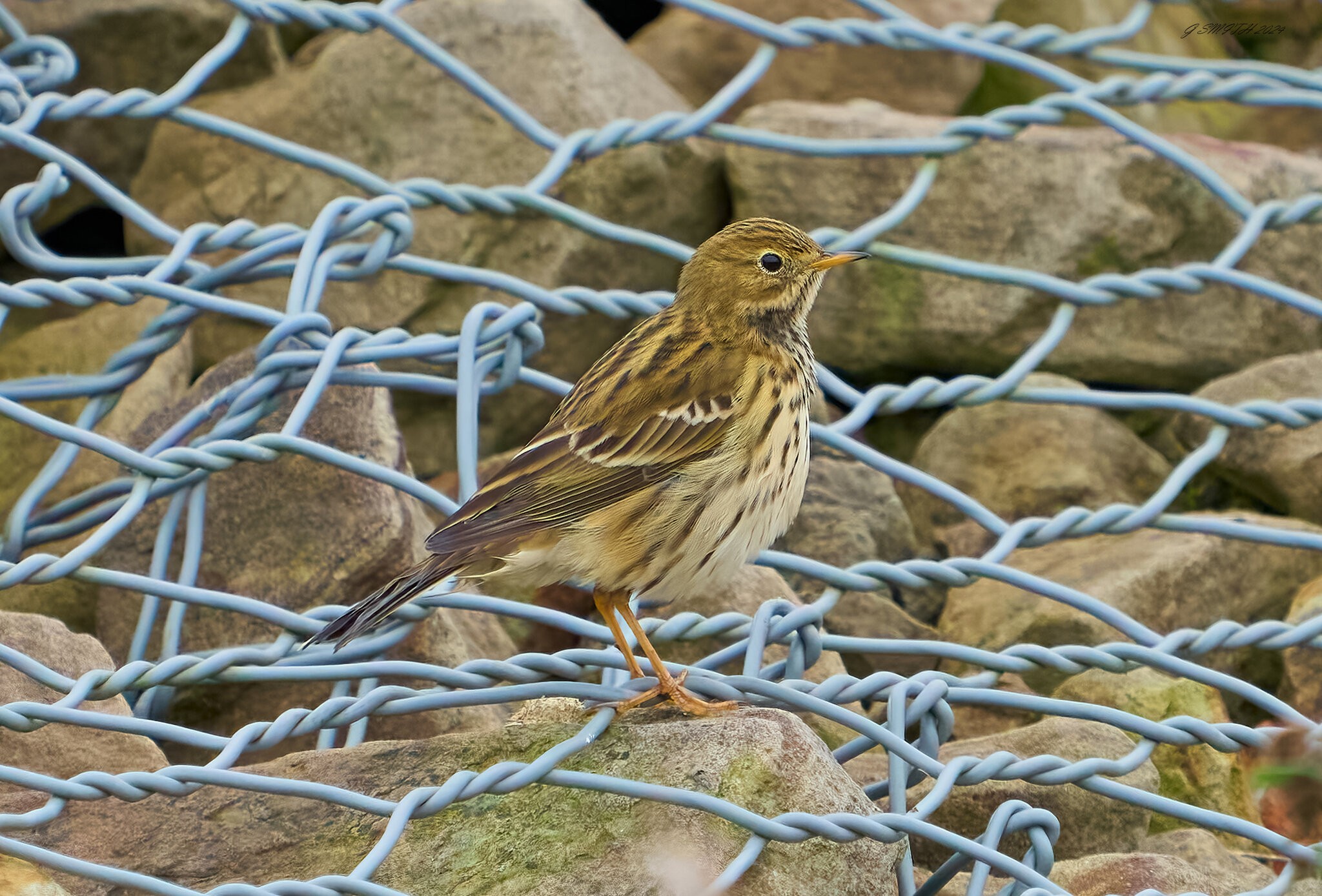 meadow pipit 2024 8.jpg